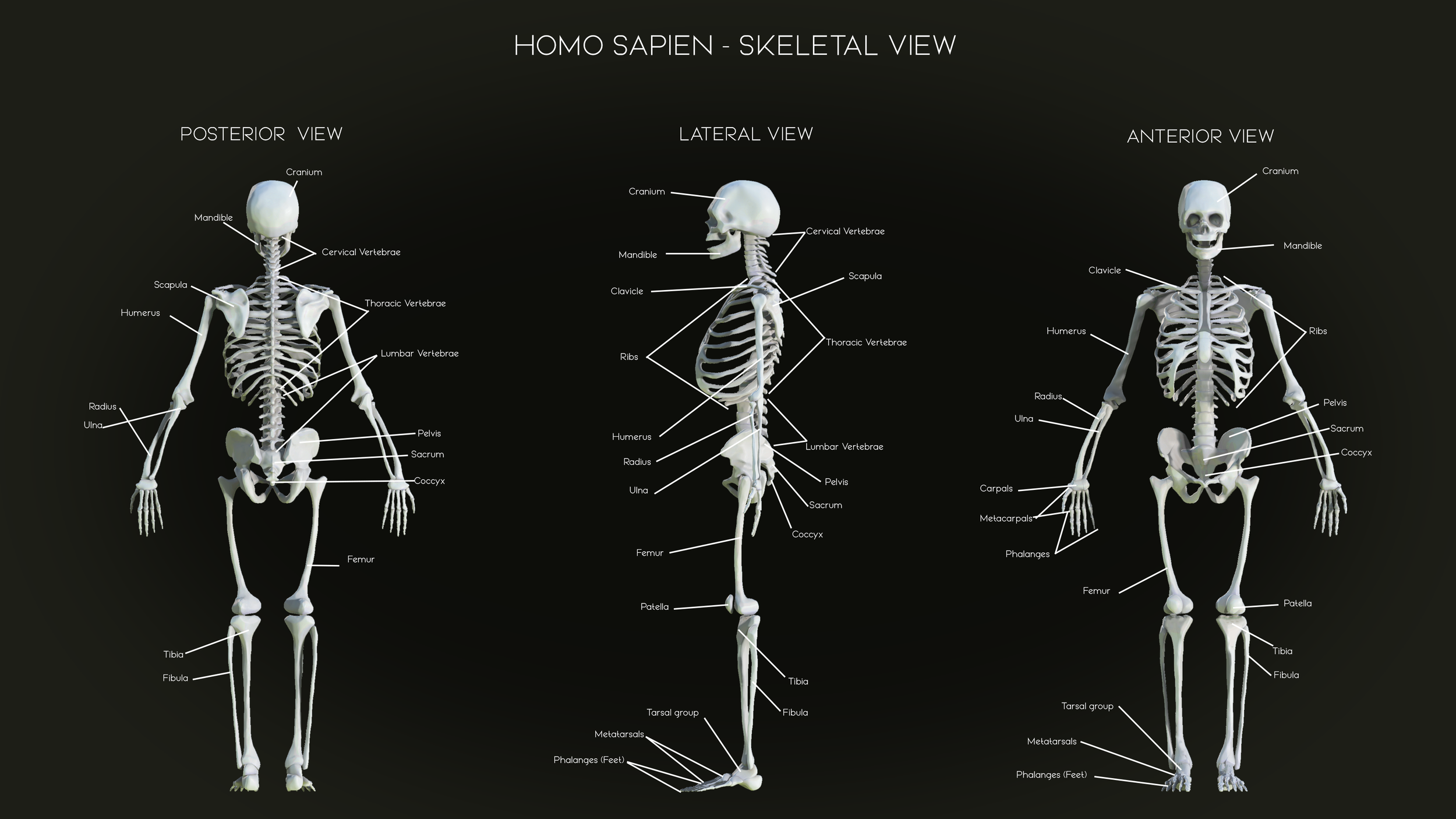 Full Skeleton View HUMAN.png