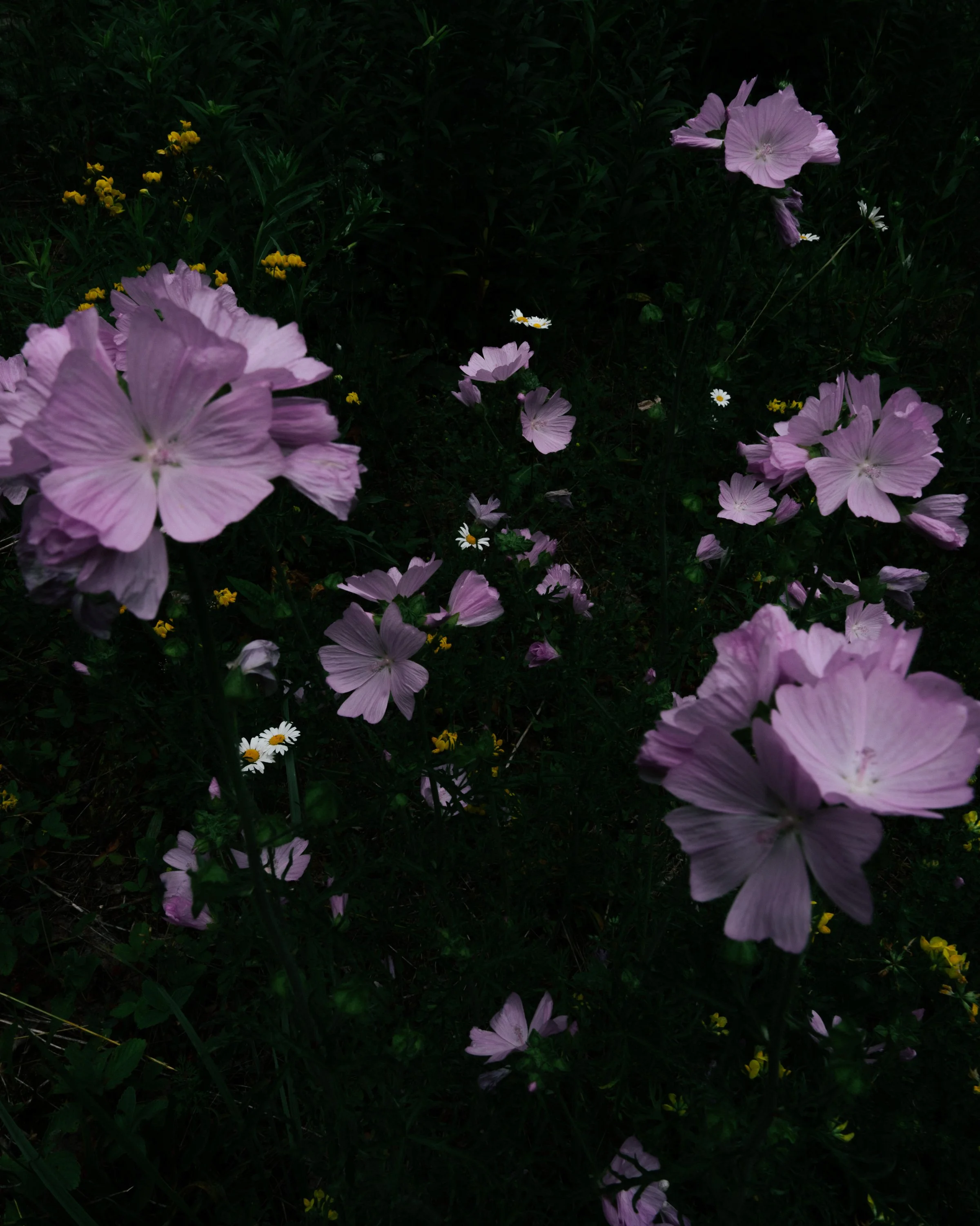 DSC01566.jpg