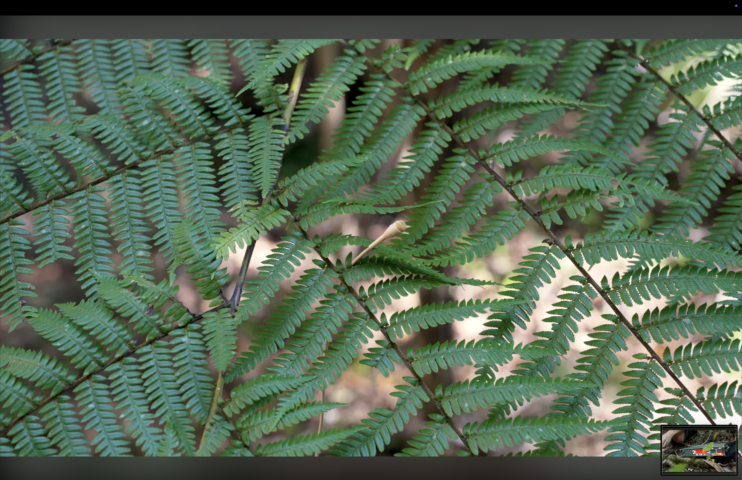 screenshot of film-work: conversations with the forest, 2022