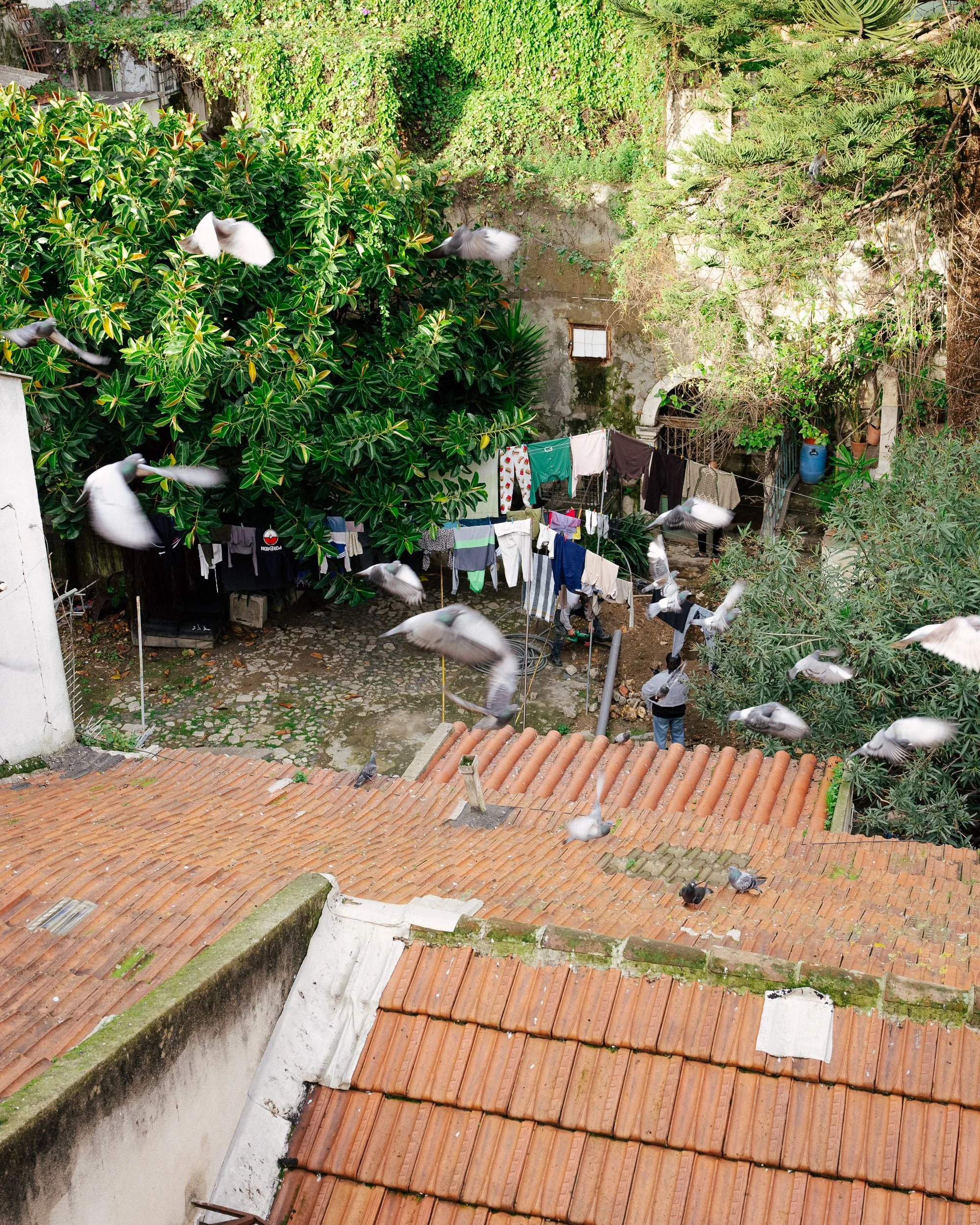 bica, lisboa, portugal, 2025