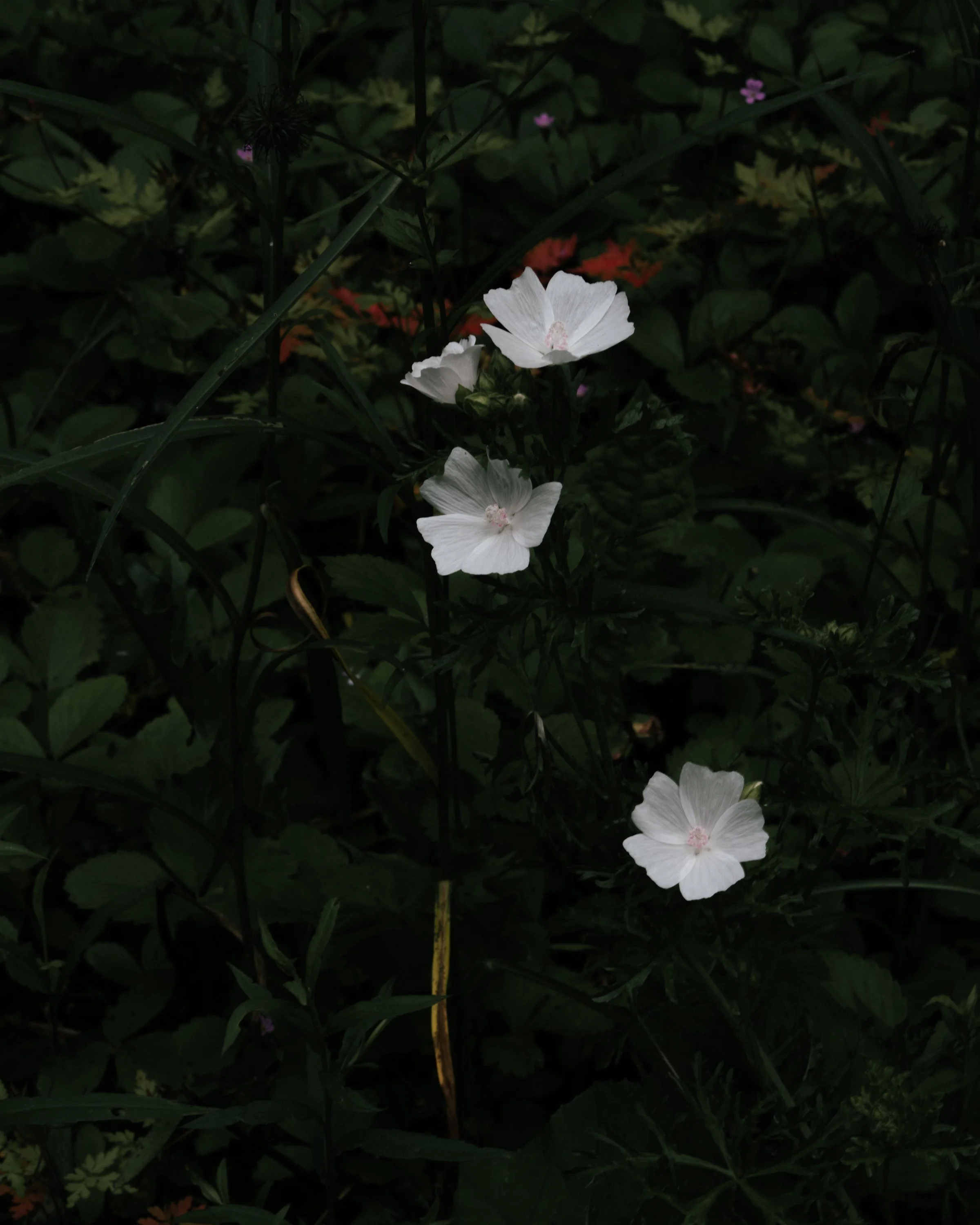 DSC01543.jpg