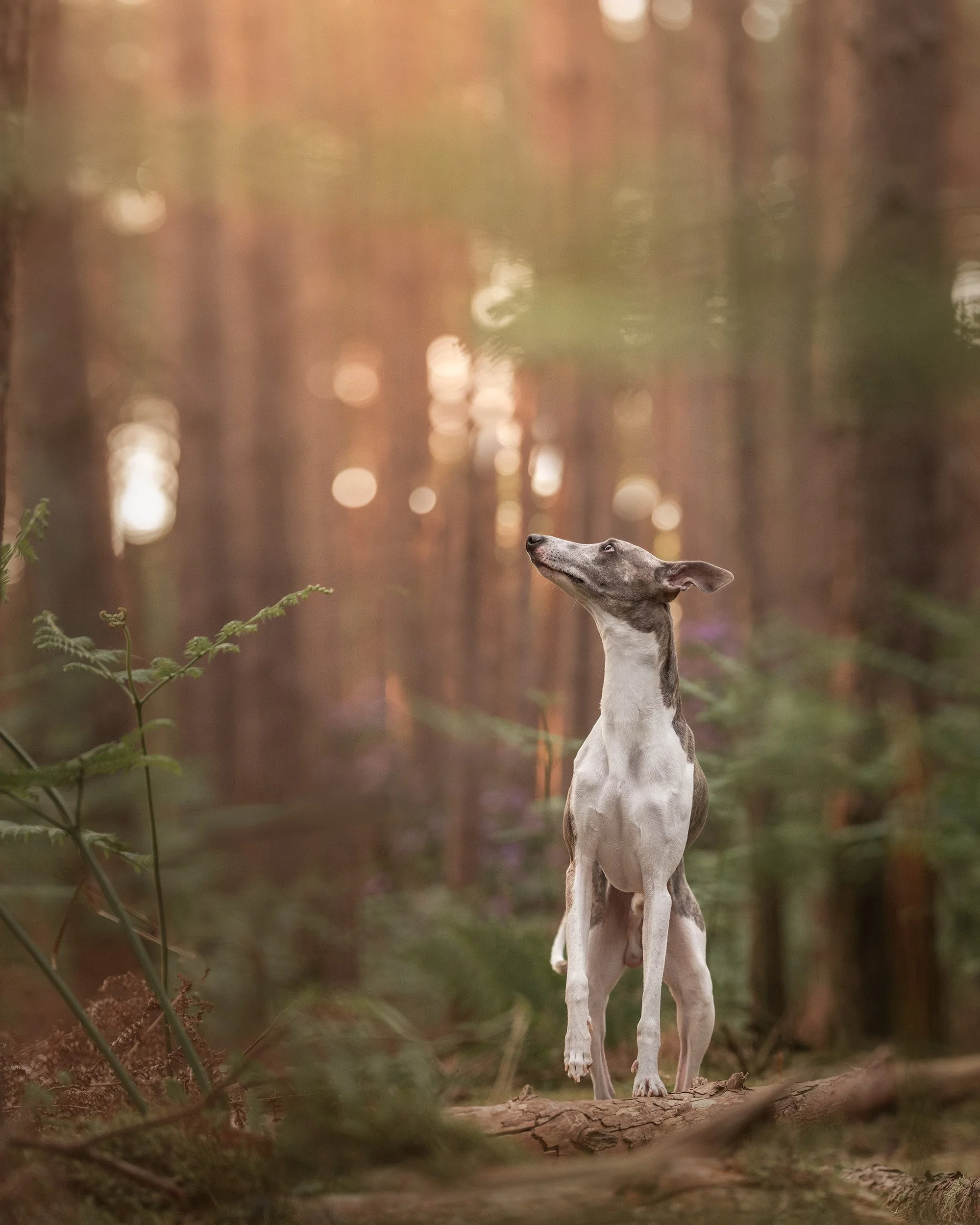 A slender dog, possibly a greyhound or whippet, standing on a fallen log in a forest, looking slightly upward. The background is a blurred view of tall trees with sunlight filtering through.