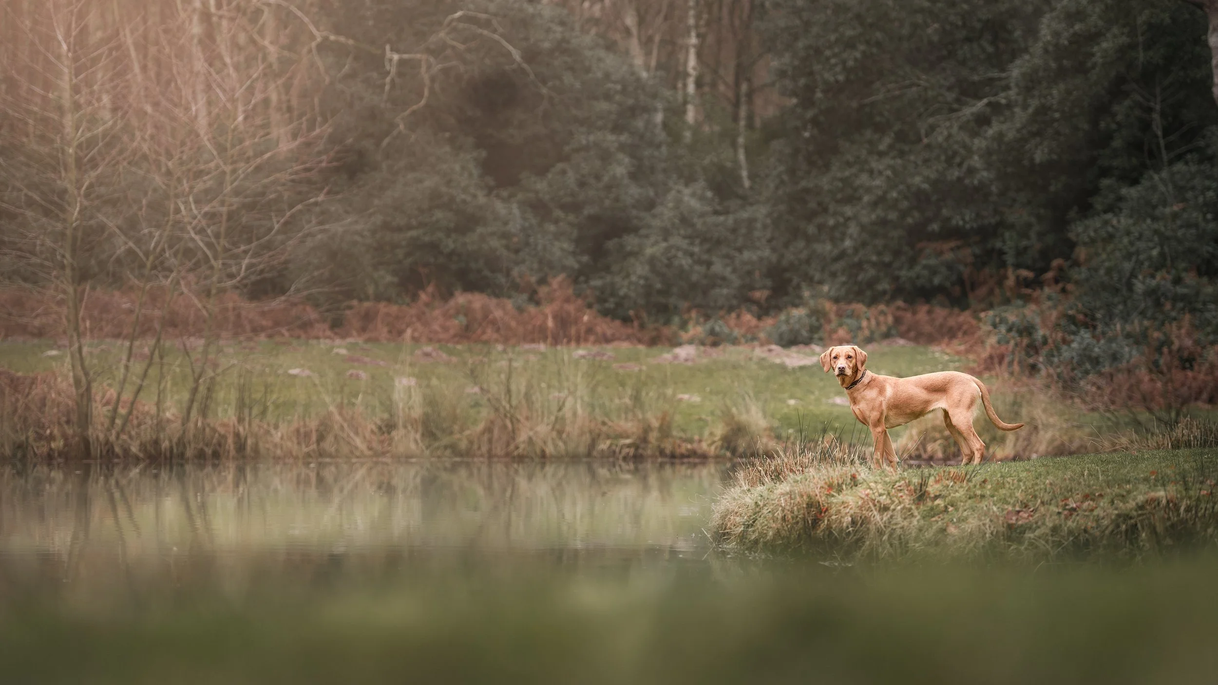 Dog photography in a stunning Norfolk hidden location