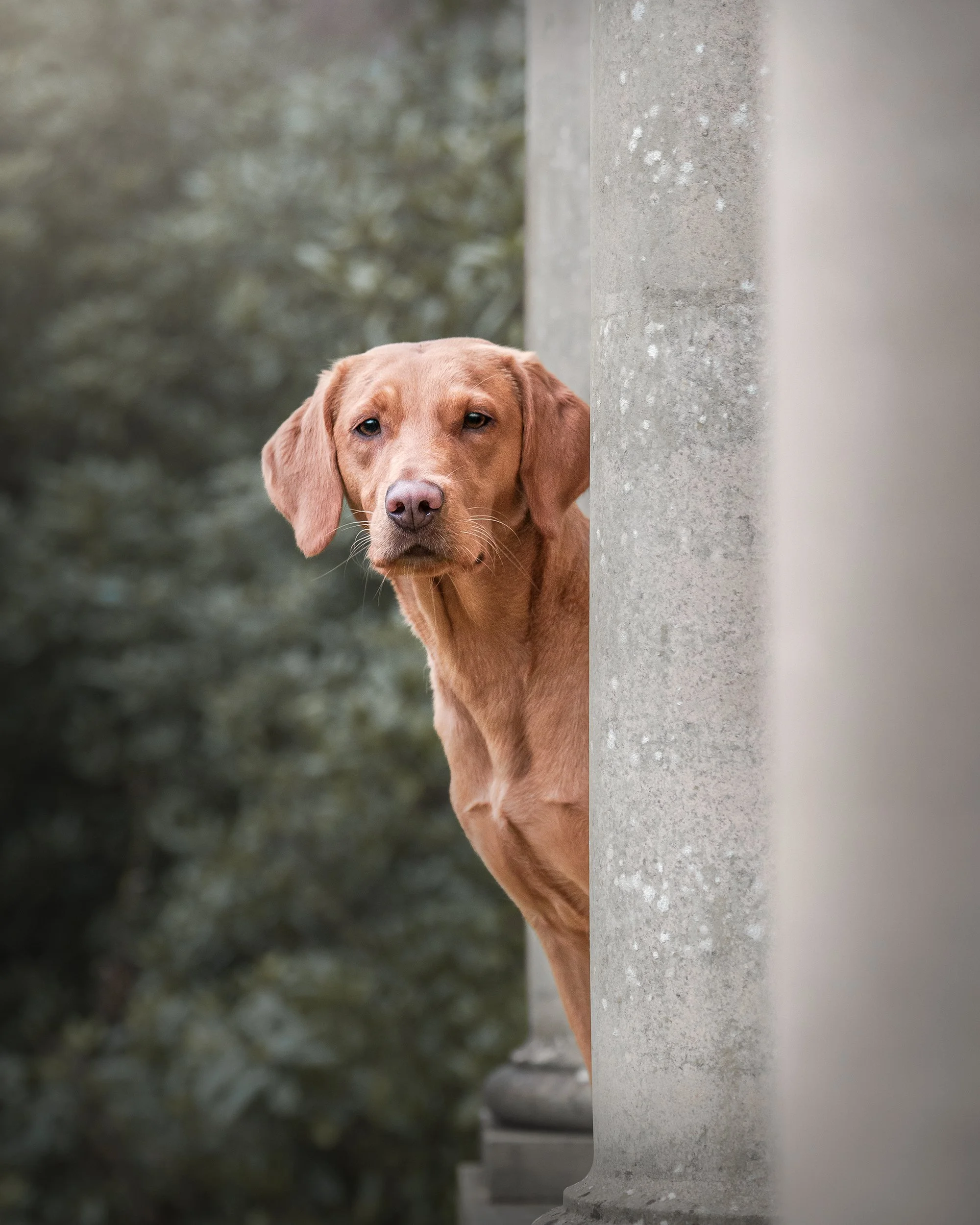 outdoor pet photography in a stunning Norfolk location