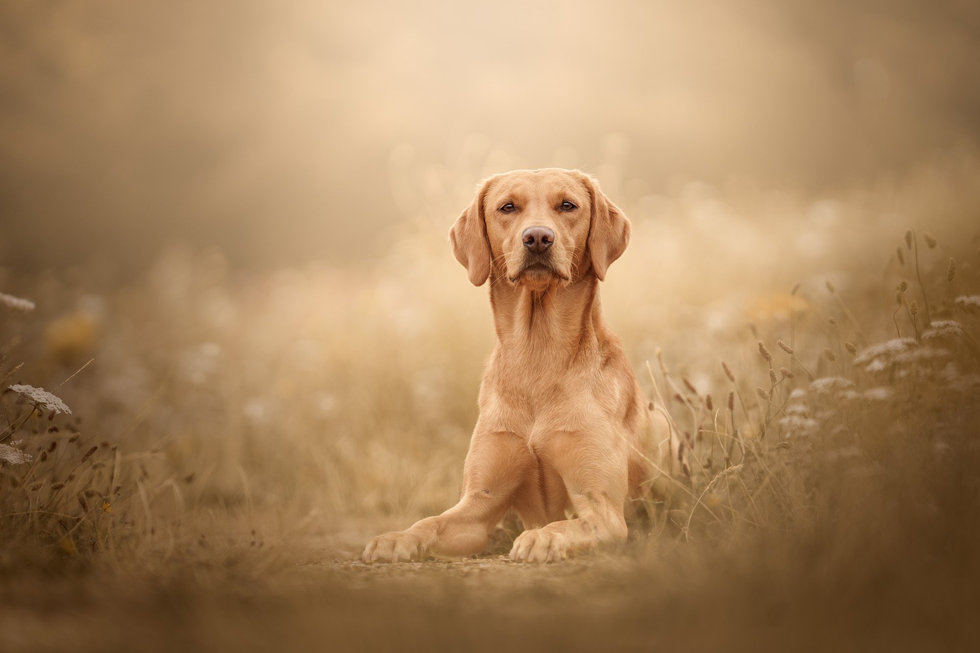 A golden retriever puppy sitting in a field of tall grass during golden hour with warm, soft lighting.