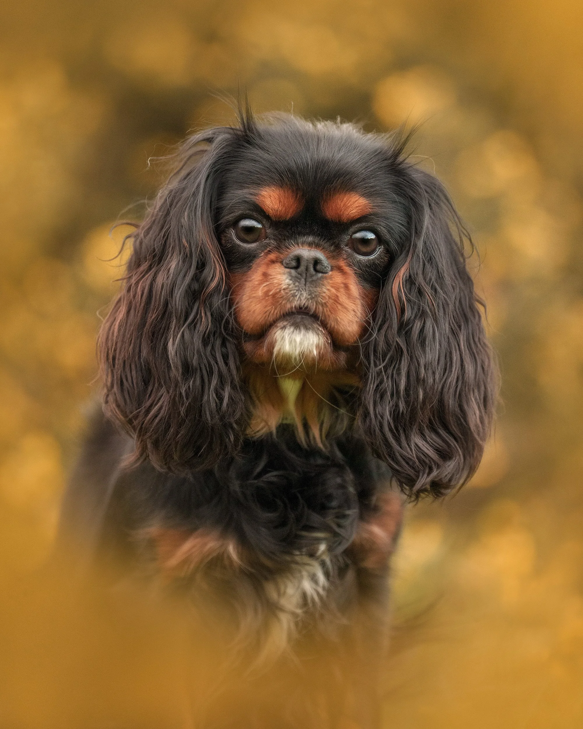 Close-up of a dog with black and tan long curly fur, looking directly at the camera, with a blurred yellowish background.