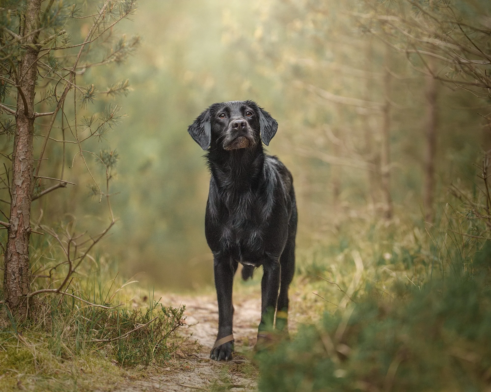 A black Labrador retriever walking on a forest trail surrounded by tall trees and greenery, looking directly at the camera.