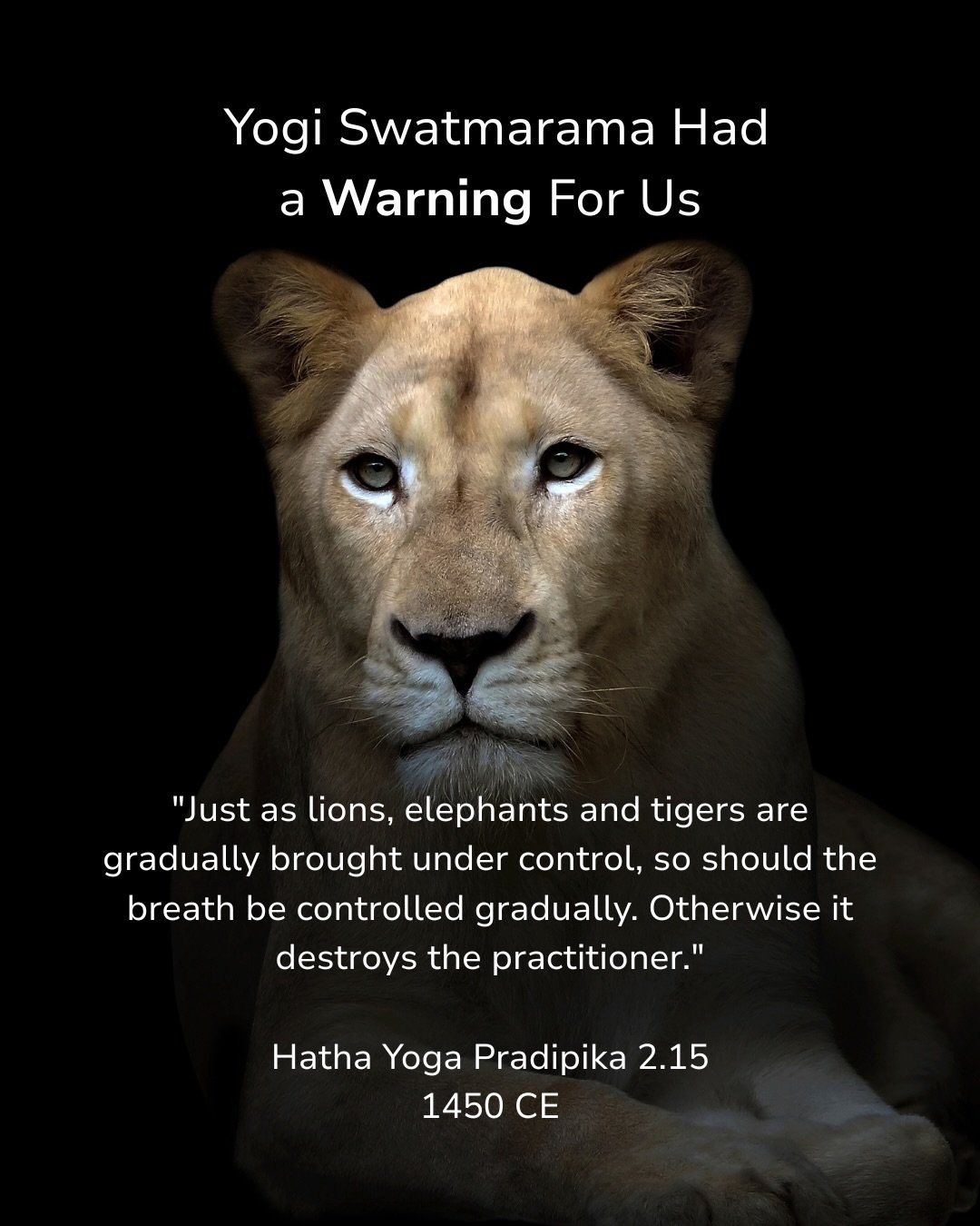 The ancient yogis compared the breath to a lion.

Powerful.
Transformative.
And something to be approached with skill.

The Hatha Yoga Pradipika cautions practitioners to work gradually with the breath, while modern somatic practitioners like Peter L