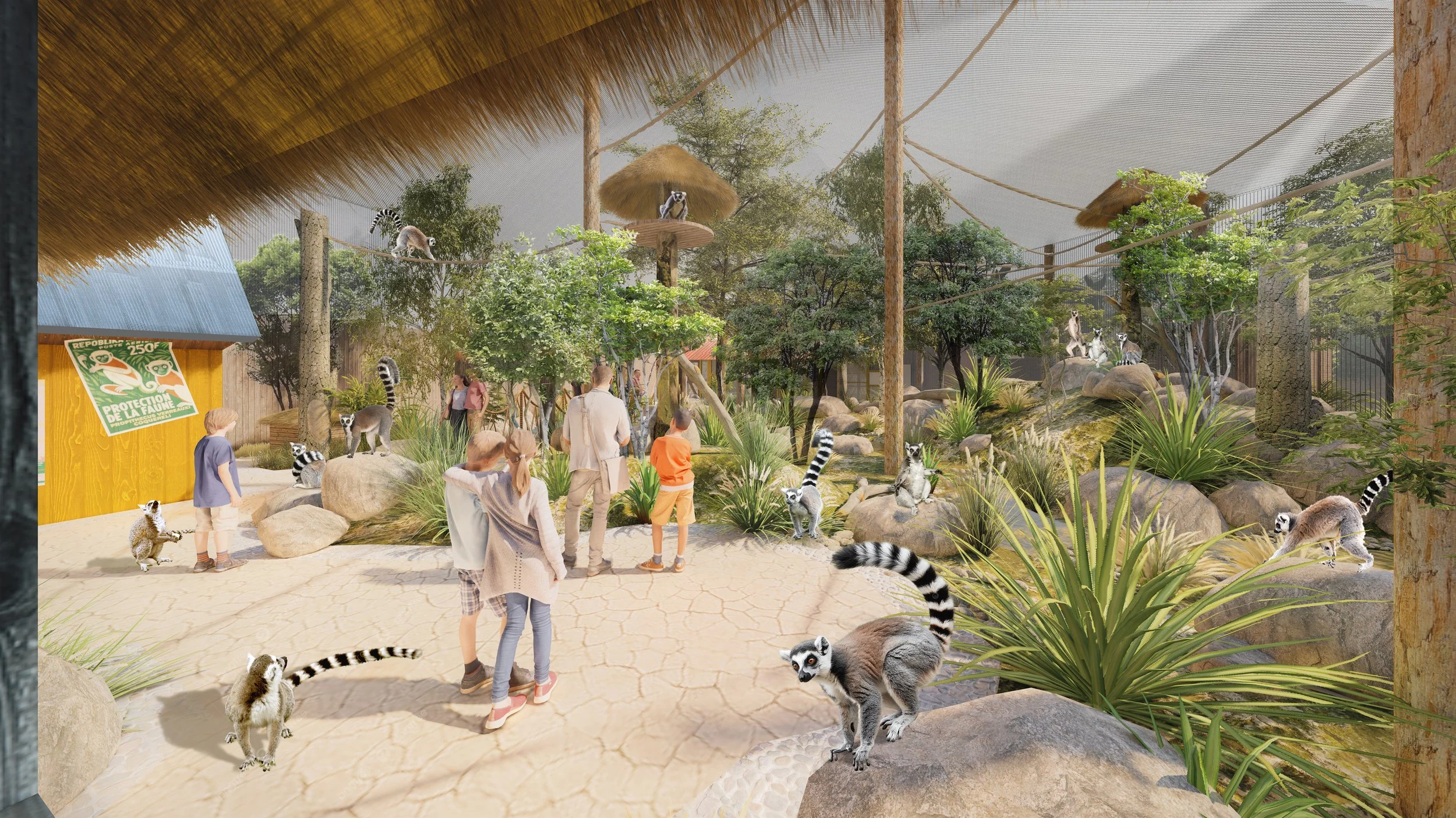Lemurs of Madagascar