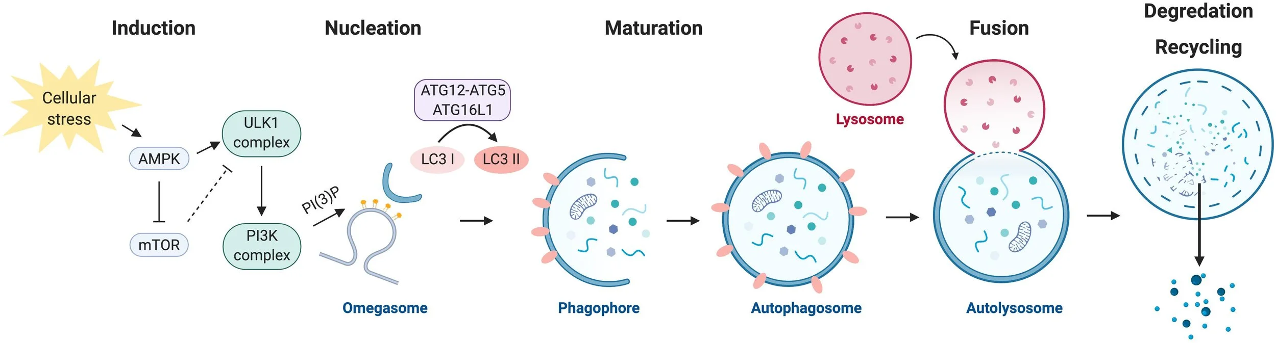 Autophagy During Fasting: What Really Happens Inside Your Cells