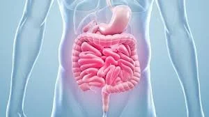 Fasting and Gut Health: What's Proven, What's Emerging, What's a Myth