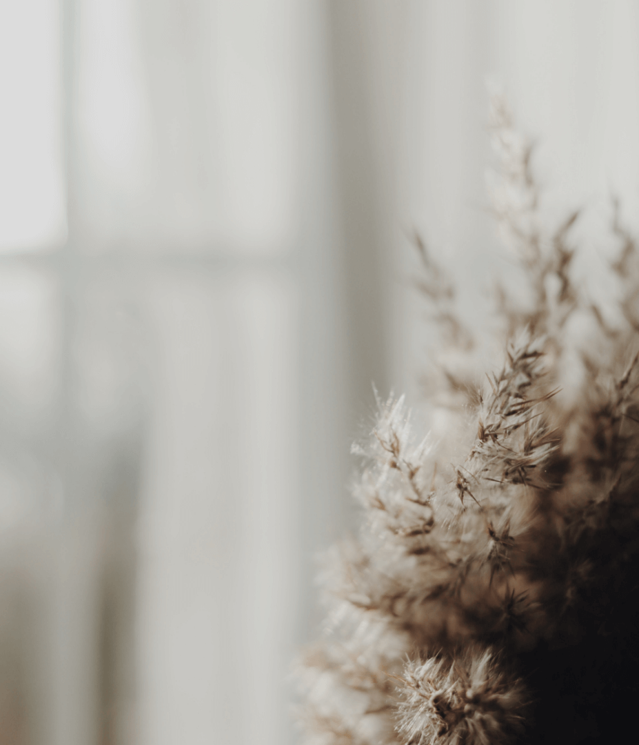 Close-up of dried beige flowers or grasses against a blurred light-colored background.