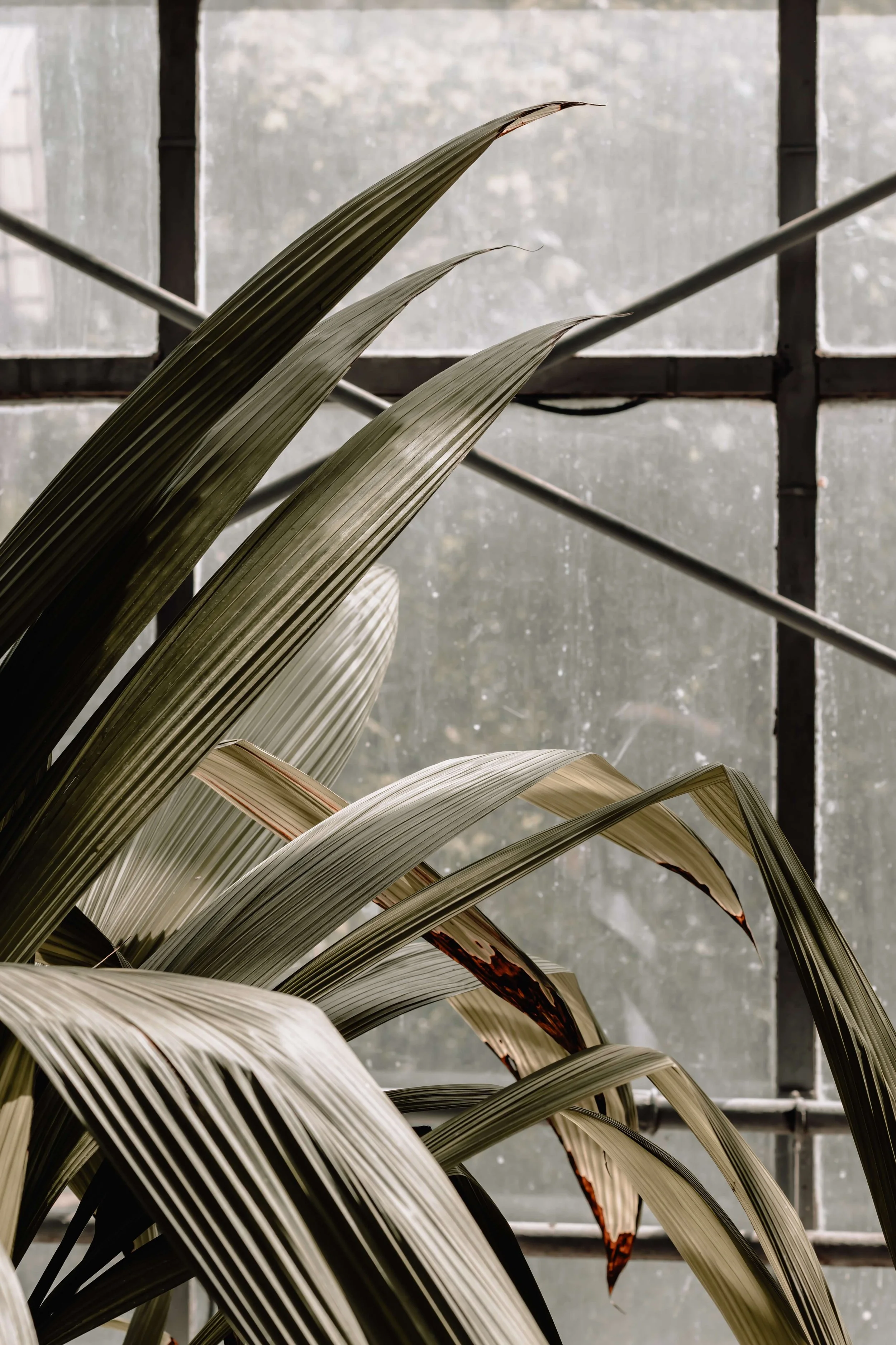 Close-up of long, pointed leaves of a plant with a glass window in the background.