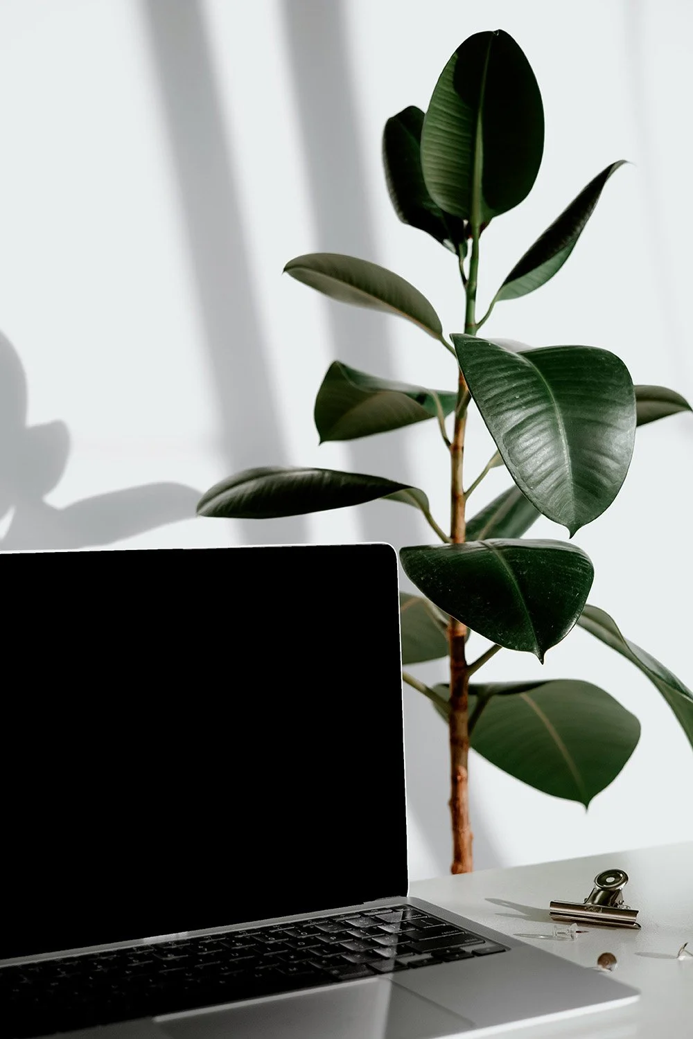 A laptop computer on a desk with a plant in the background