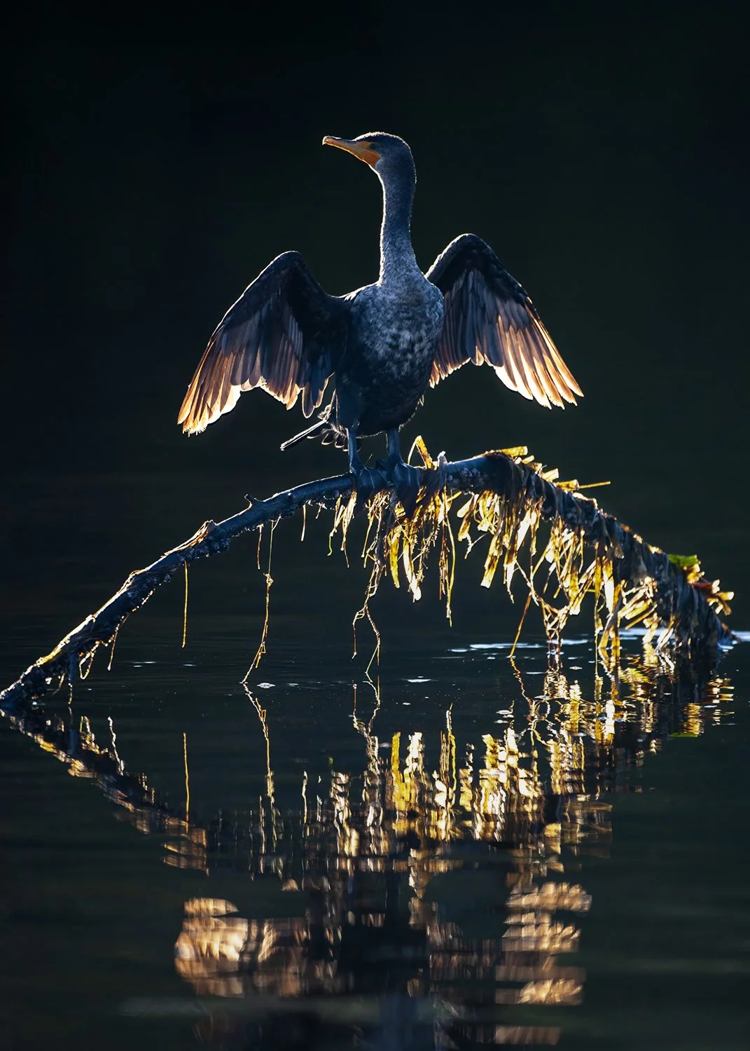 PU7T0773 Cormorant on wood copy 2.jpg