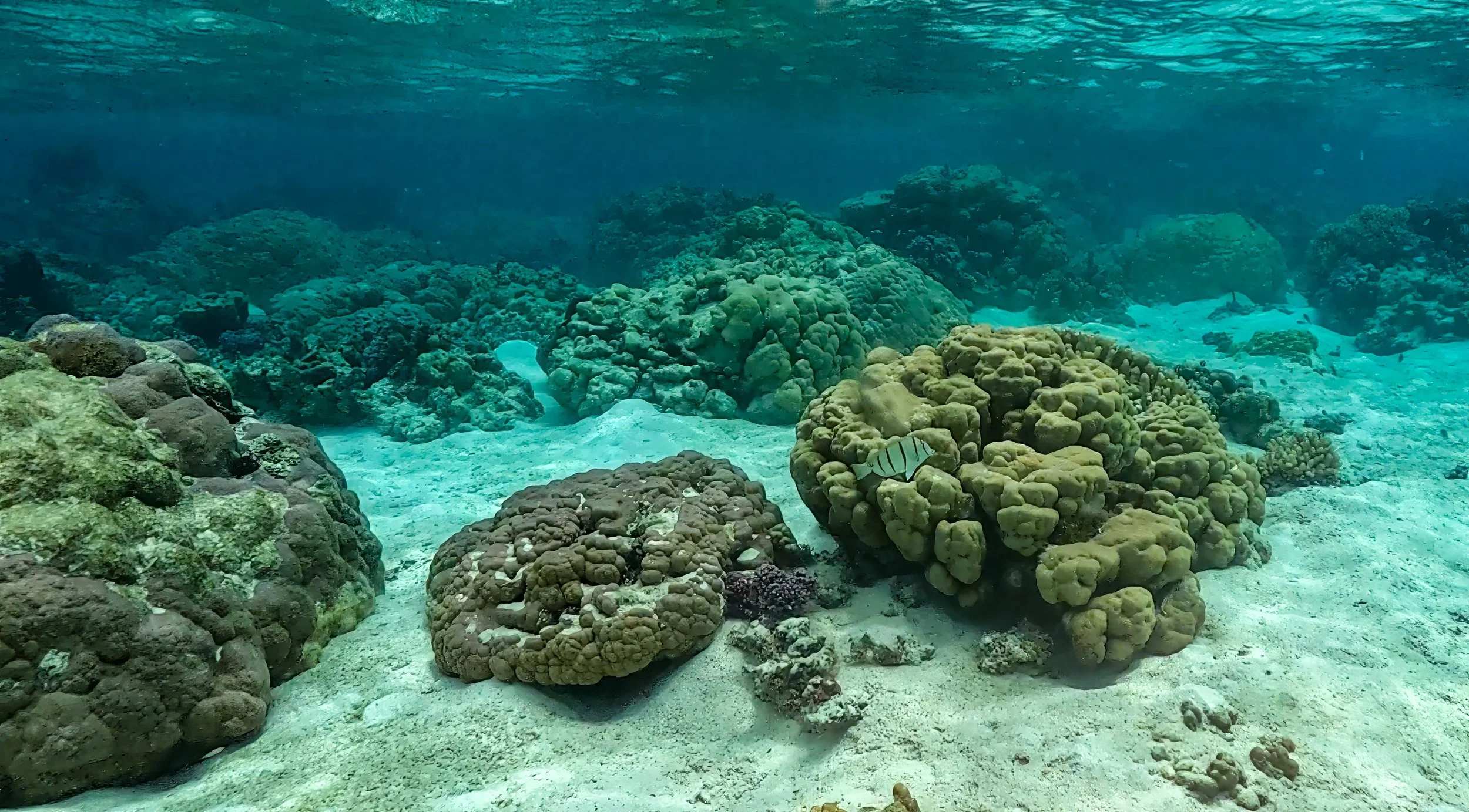 Tahaa 1 (170).jpg