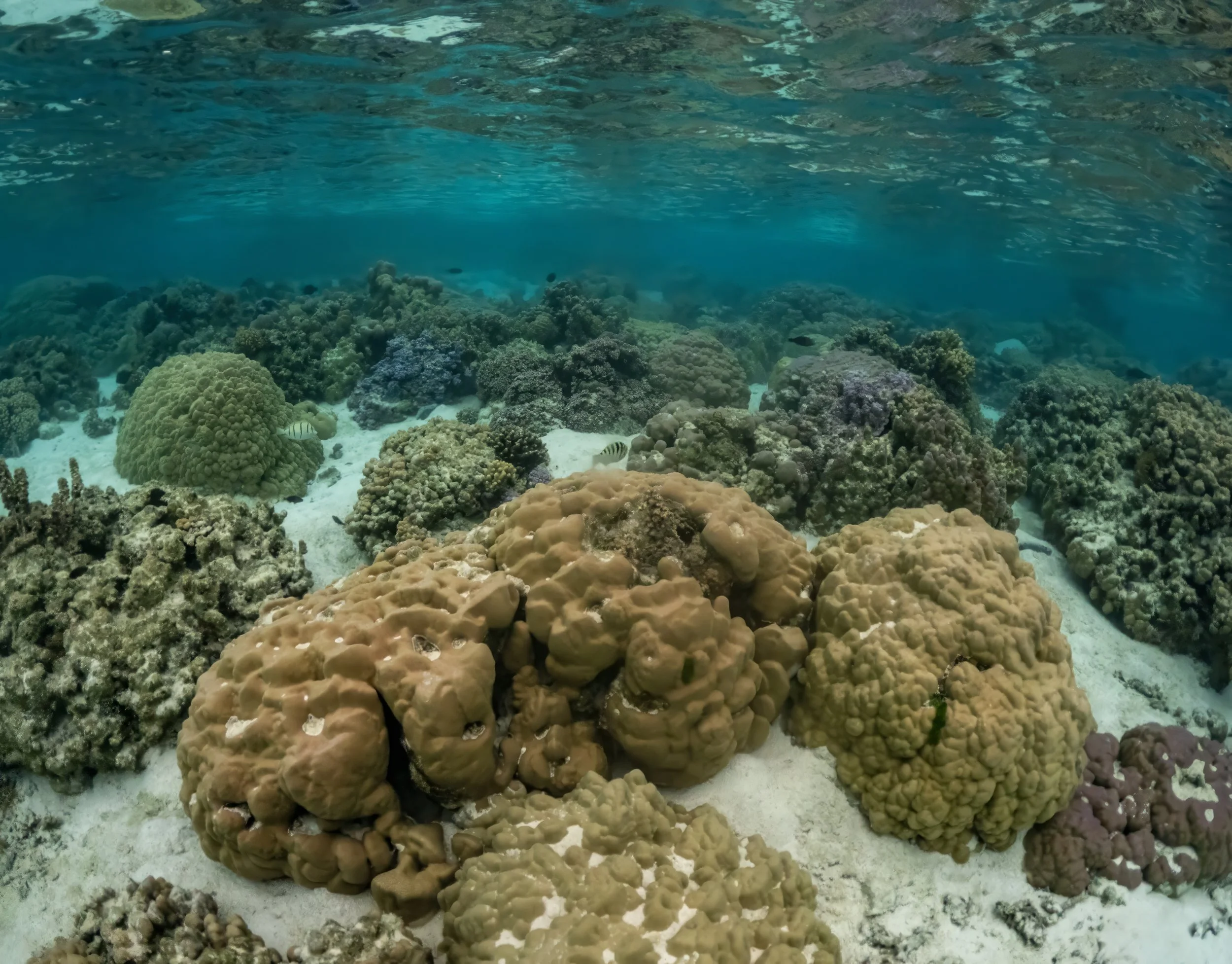 Tahaa 1 (178).jpg