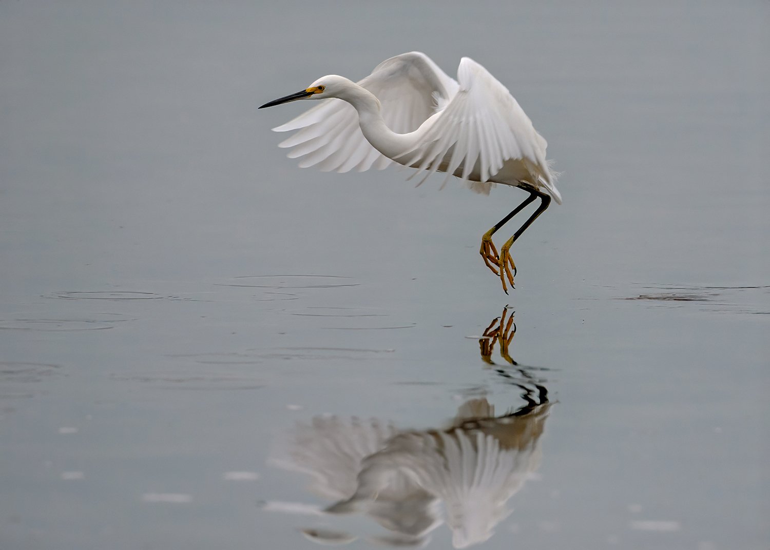 6W2Q9170 Snowy Egret Flight copy.jpg