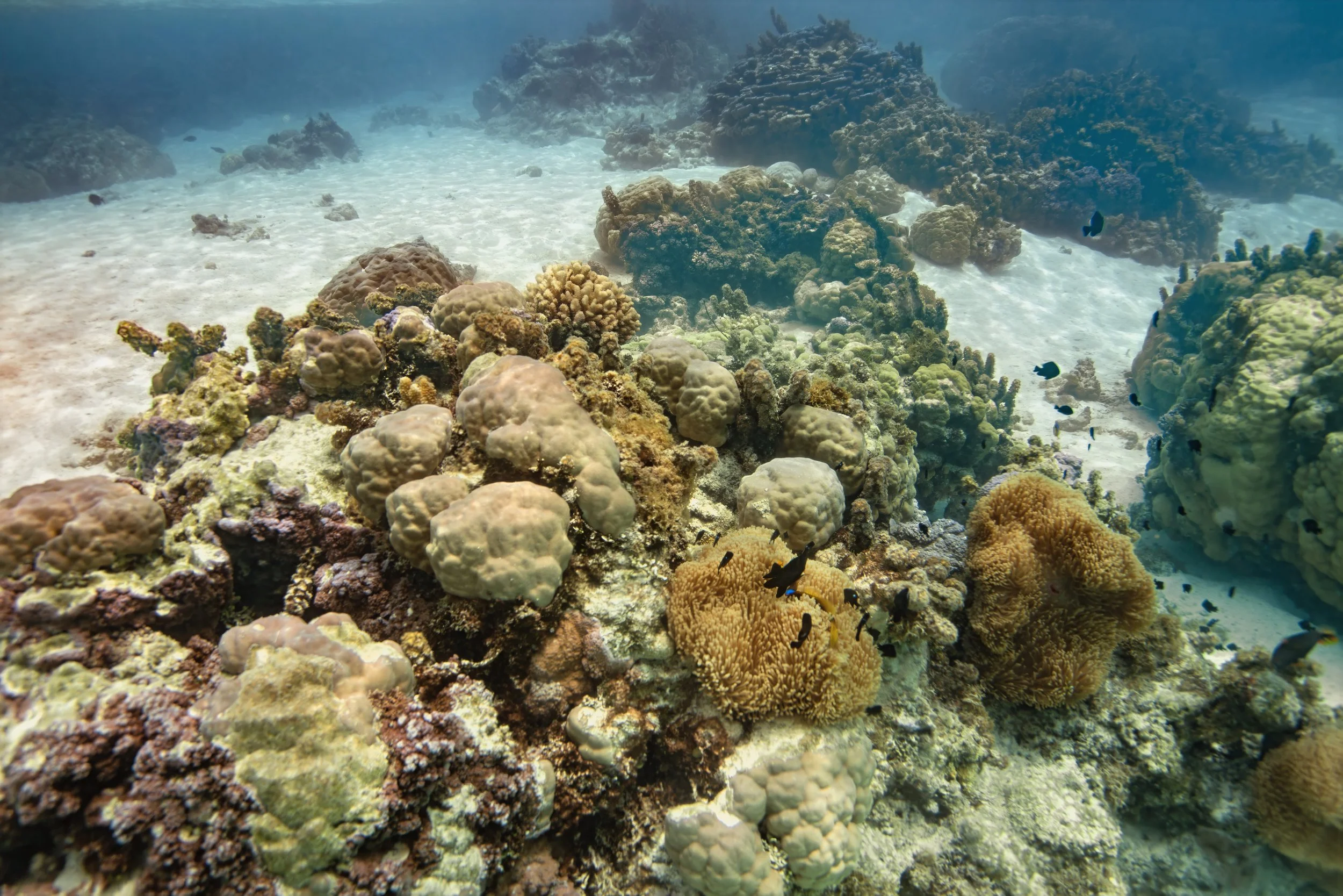 Tahaa 1 (156).jpg
