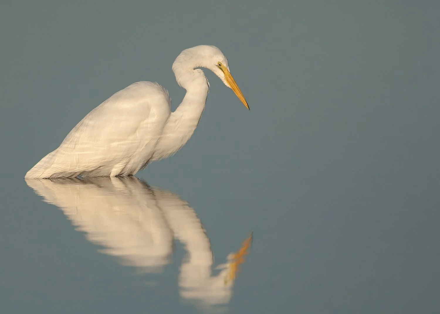 6W2Q8375 Great Egret w Reflection copy.jpg