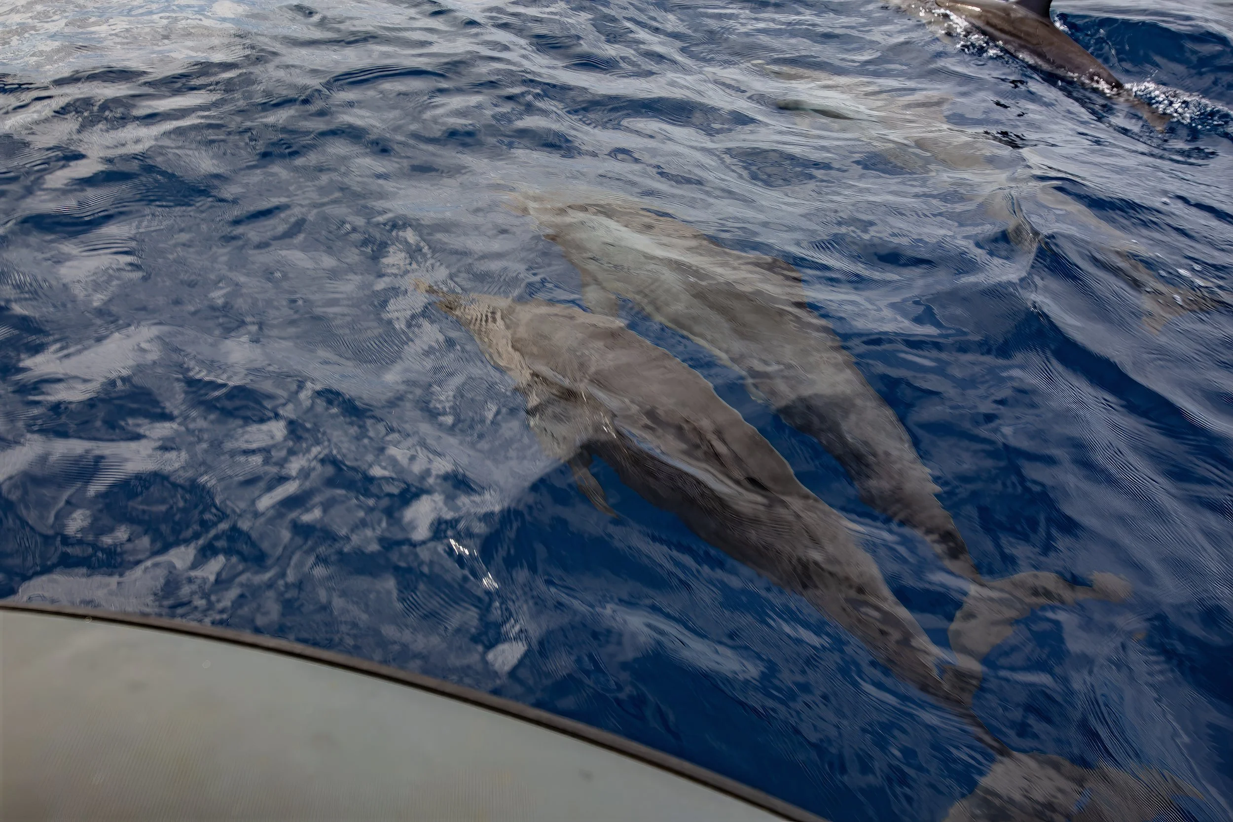 Moorea 1 (72).jpg