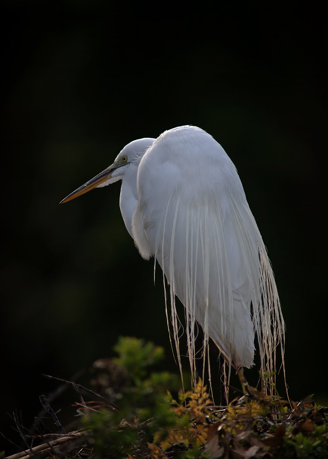 PU7T4571 Great Egret copy.jpg