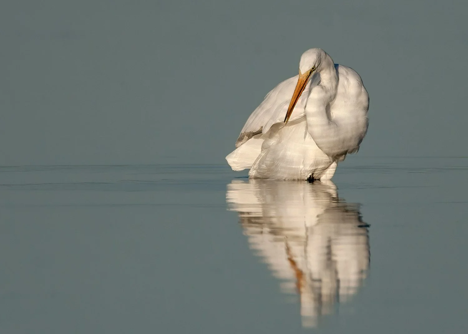 6W2Q8382 Great Egret copy.jpg