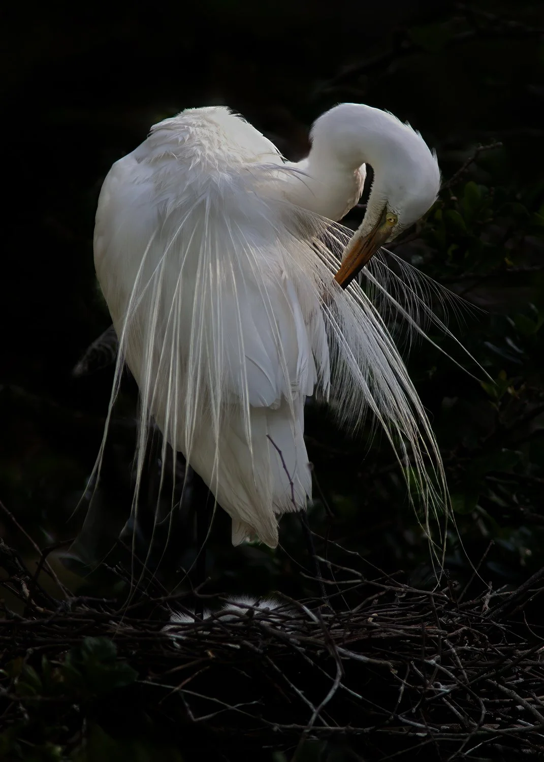 PU7T4738 Great Egret Preening in Nest w chicks copy.jpg
