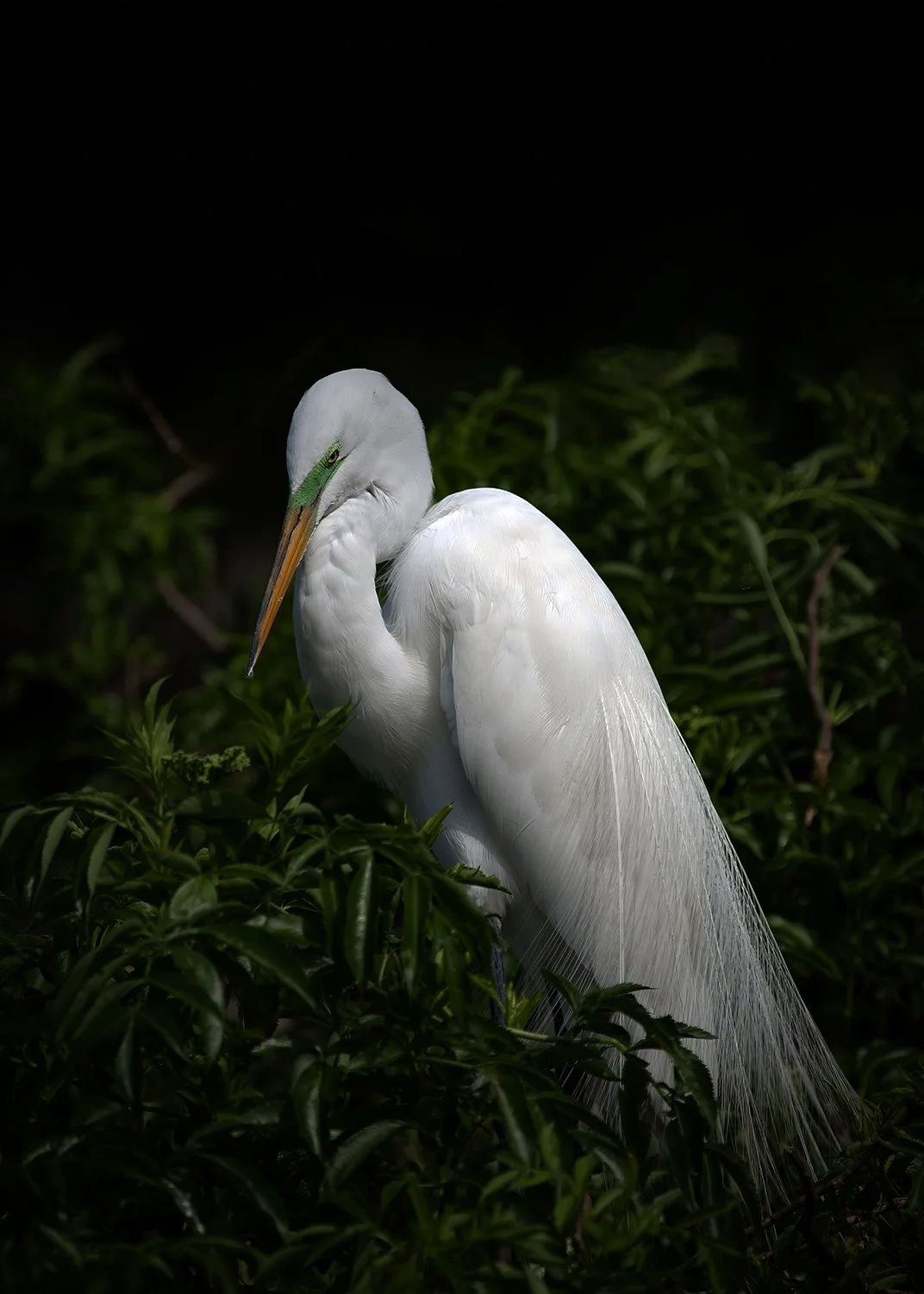 6W2Q5065 Great Egret Breeding Plummage copy.jpg
