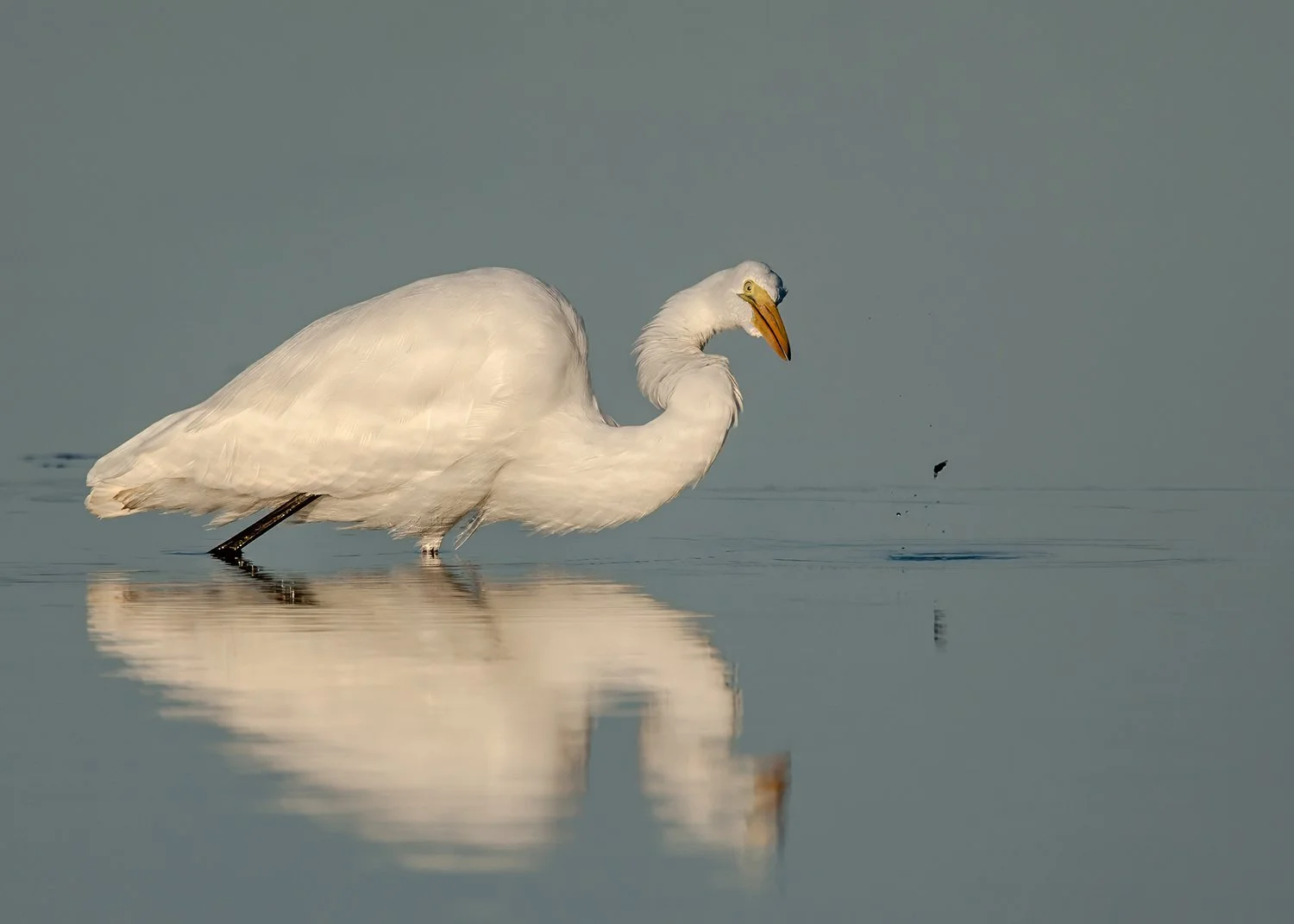 6W2Q8321 Great Egret Fishing copy.jpg