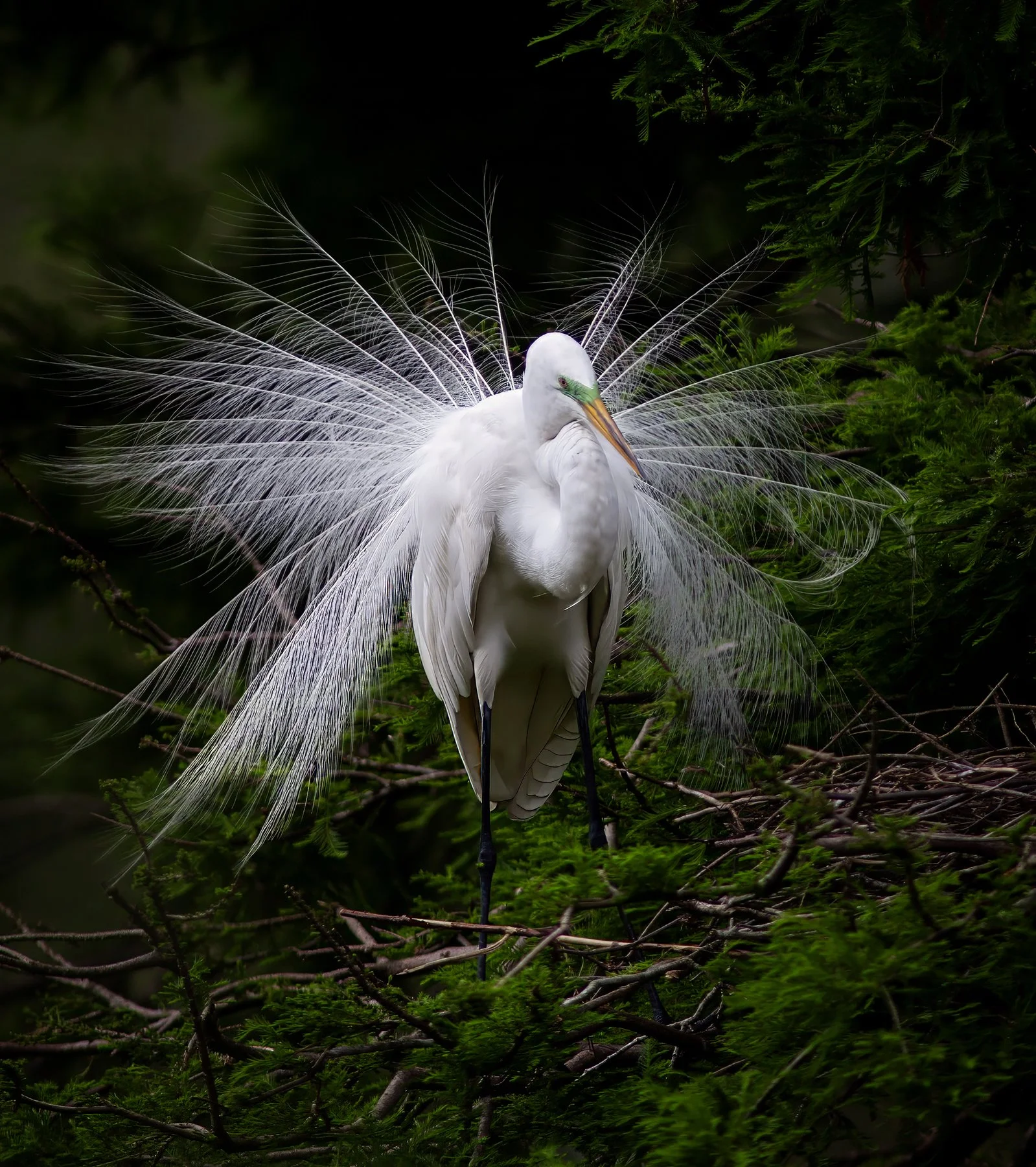 SL1_4463 Great Egret All Farm copy.jpg