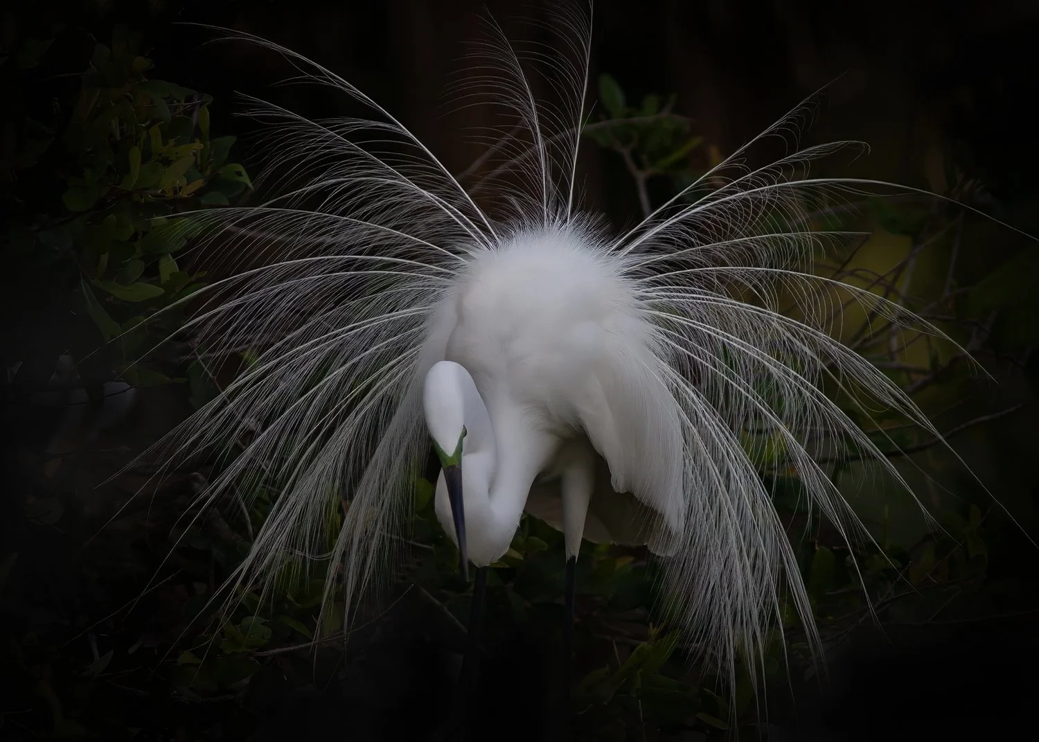 PU7T4720 Great Egret Displaying Breeding Plummage copy.jpg