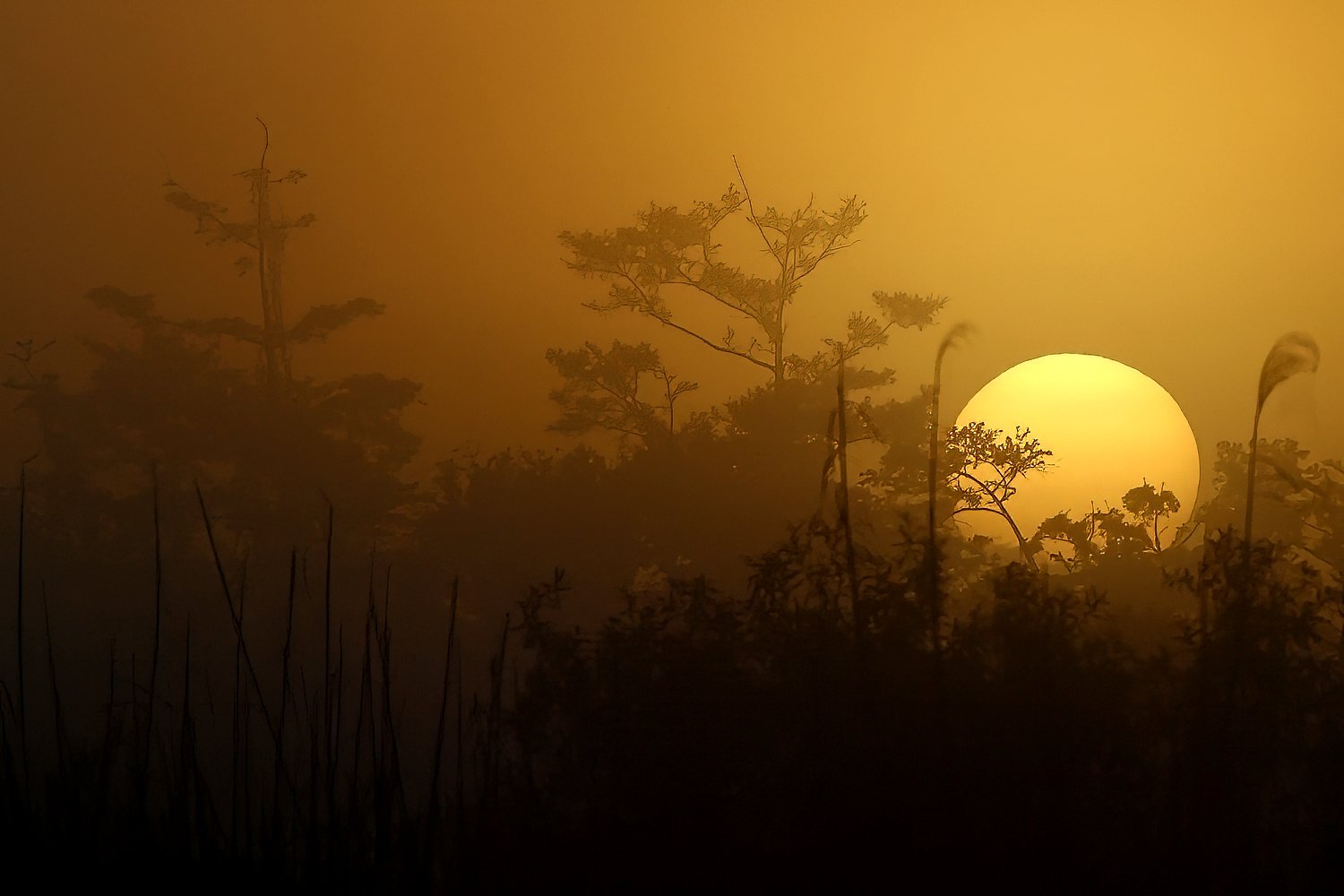 Sunrise Anhinga Trail df1 009 copy.jpg