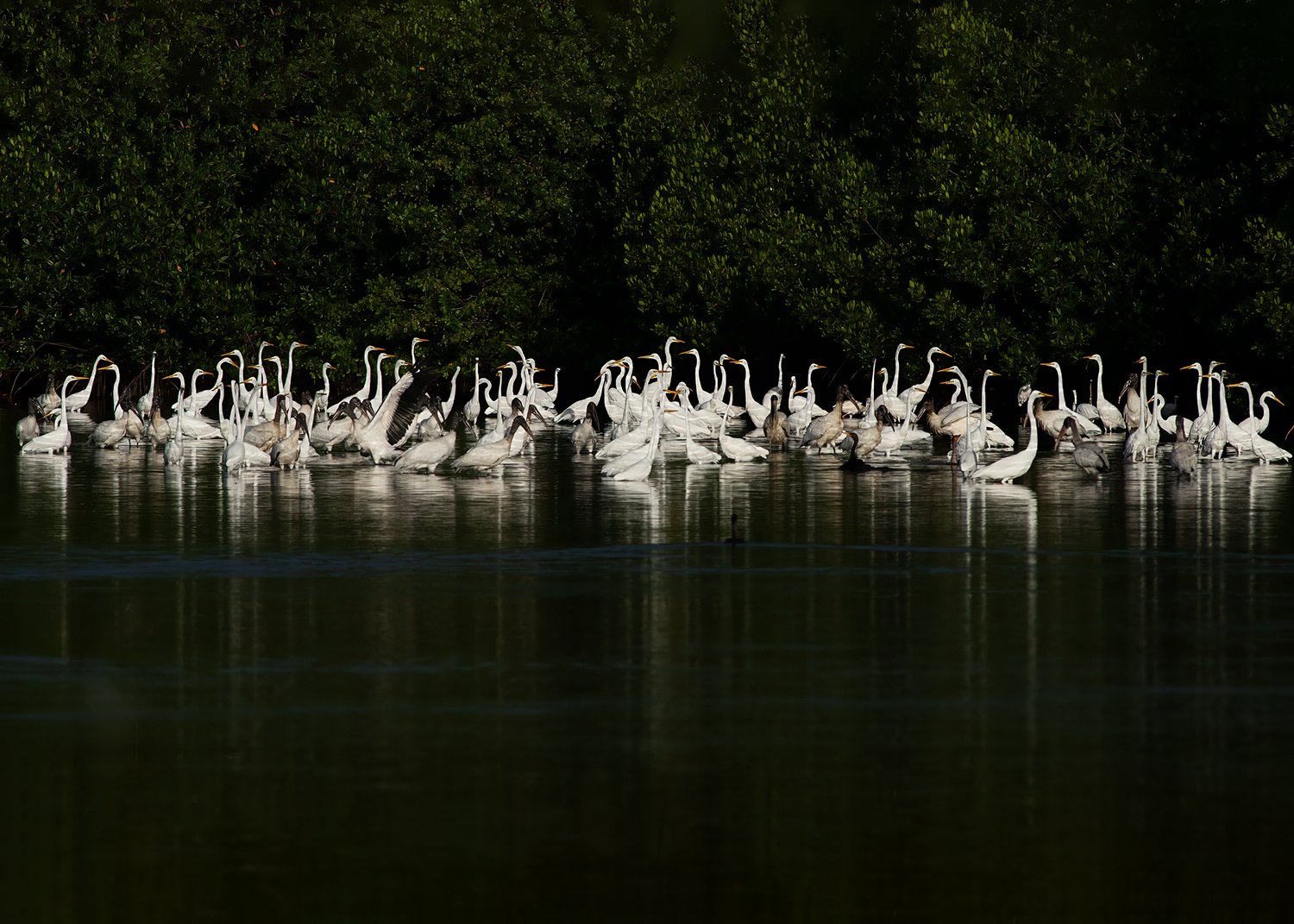 PU7T5181 Flock of storks egrets etc DDNWR copy.jpg