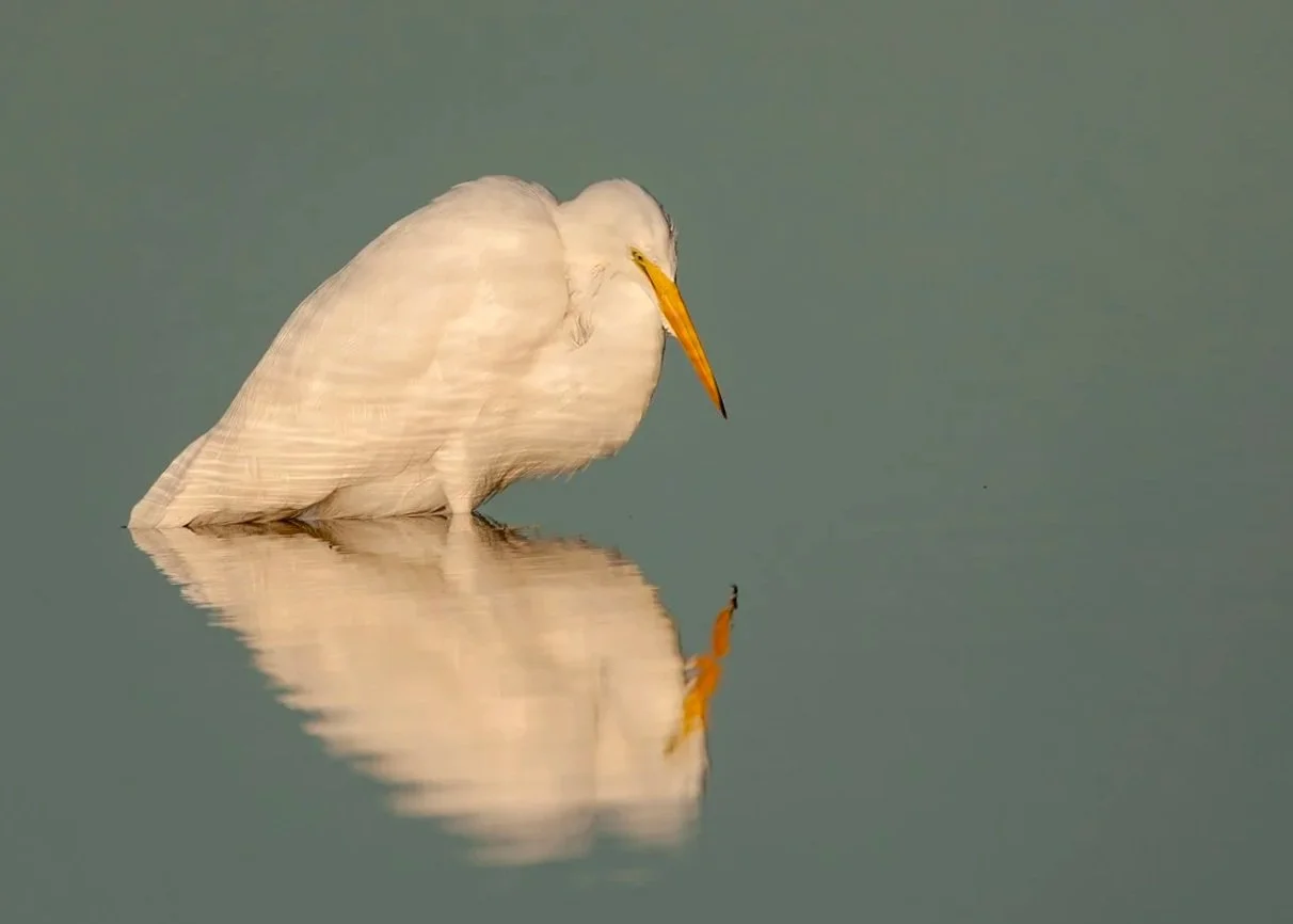 6W2Q8349+Great+Egret+w+Reflection+copy.jpg