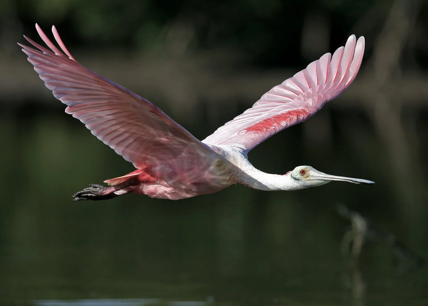 17094 Roseate in Flight.jpg