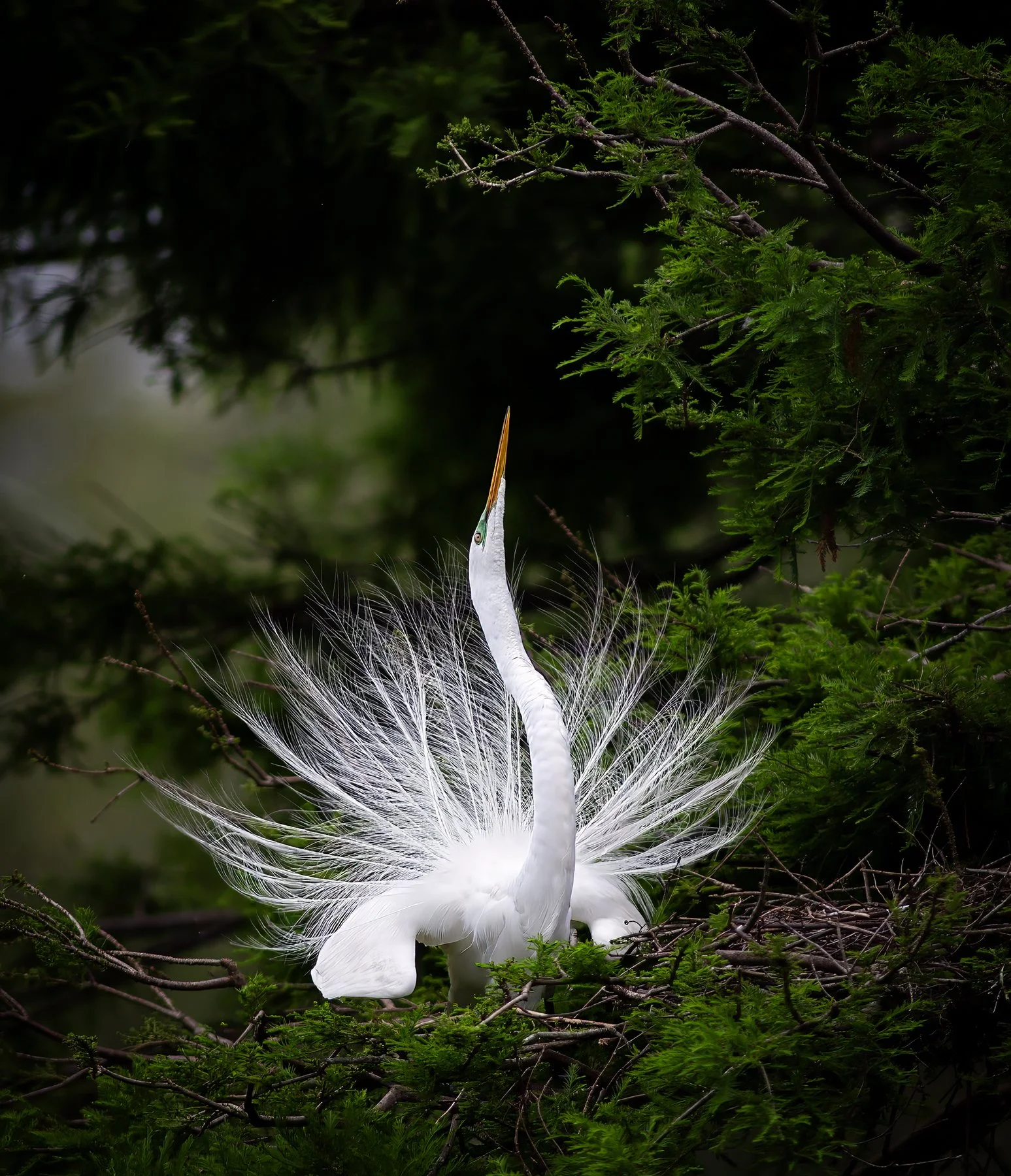 Alligator Farm Rookery
