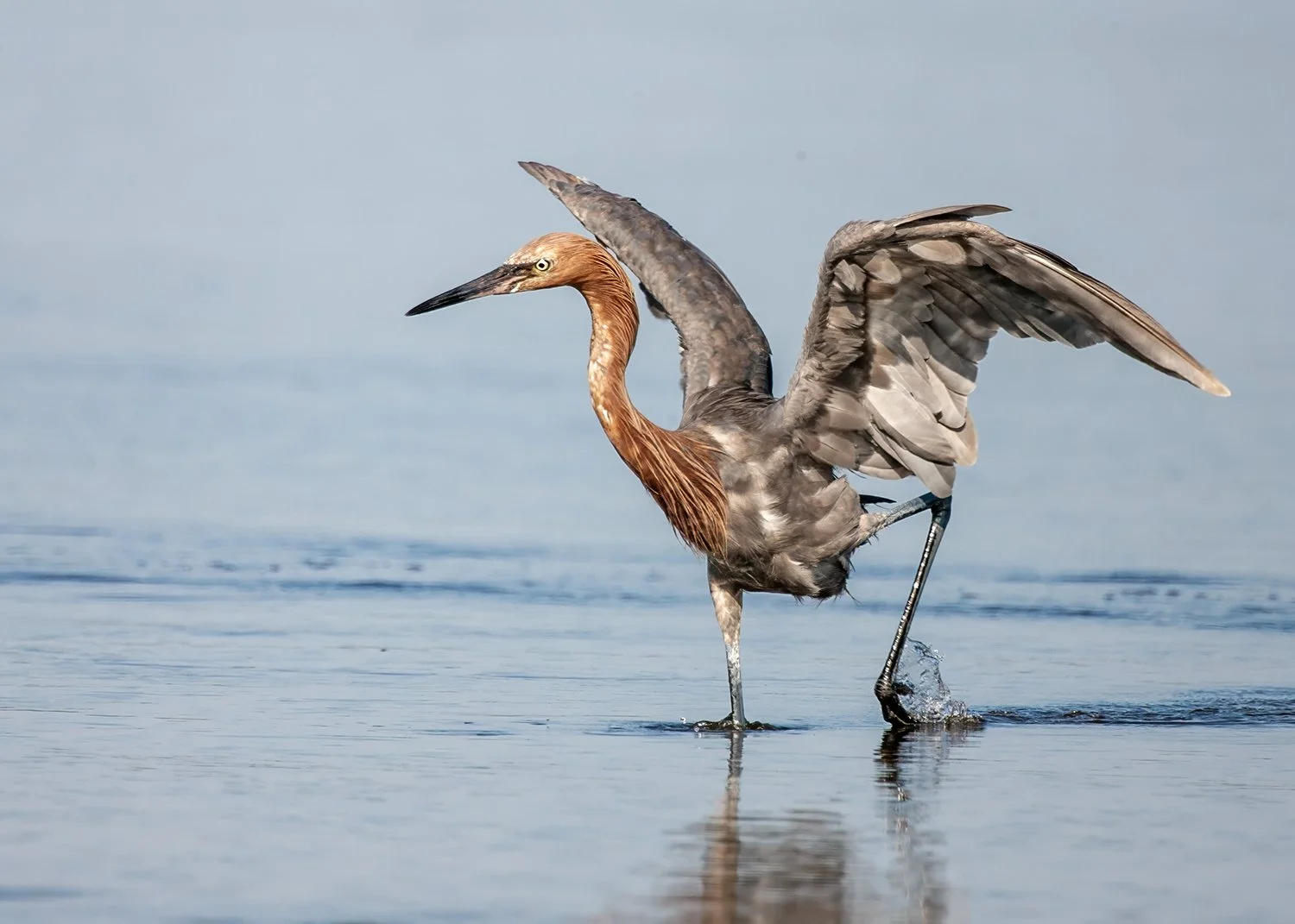 _M6P8293 Reddish Egret copy.jpg