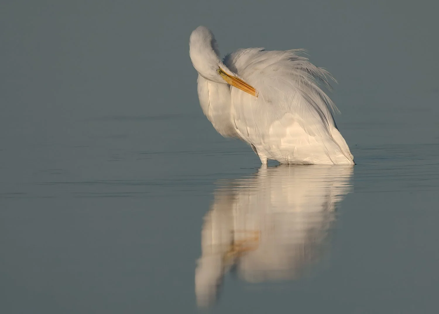 6W2Q8304 Great Egret Preening copy.jpg
