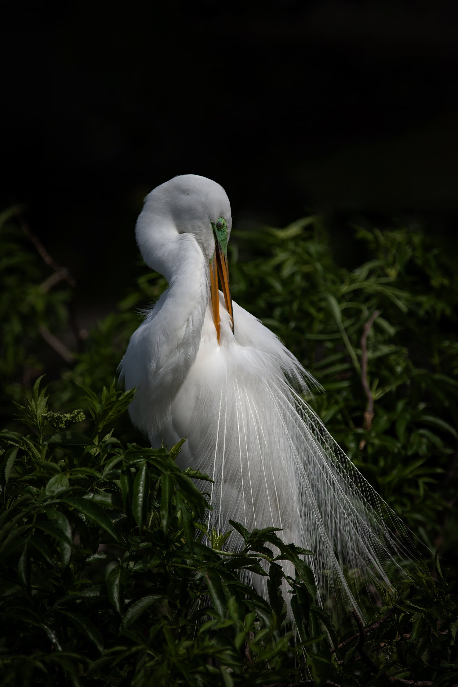 6W2Q5069 Great Egret Breeding Plummage Preening copy.jpg