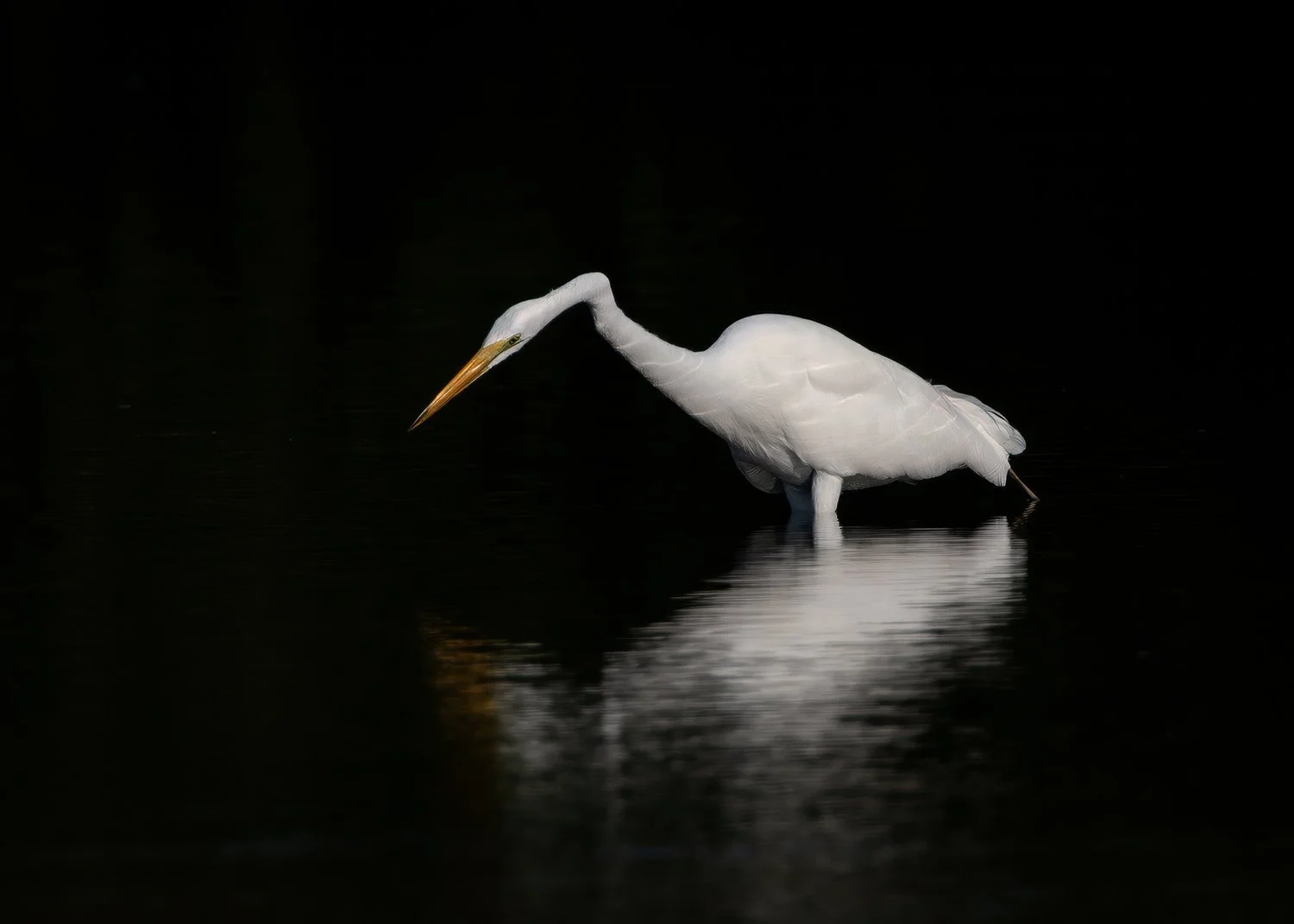 6W2Q6541 Great Egret Reflection in Dark copy.jpg