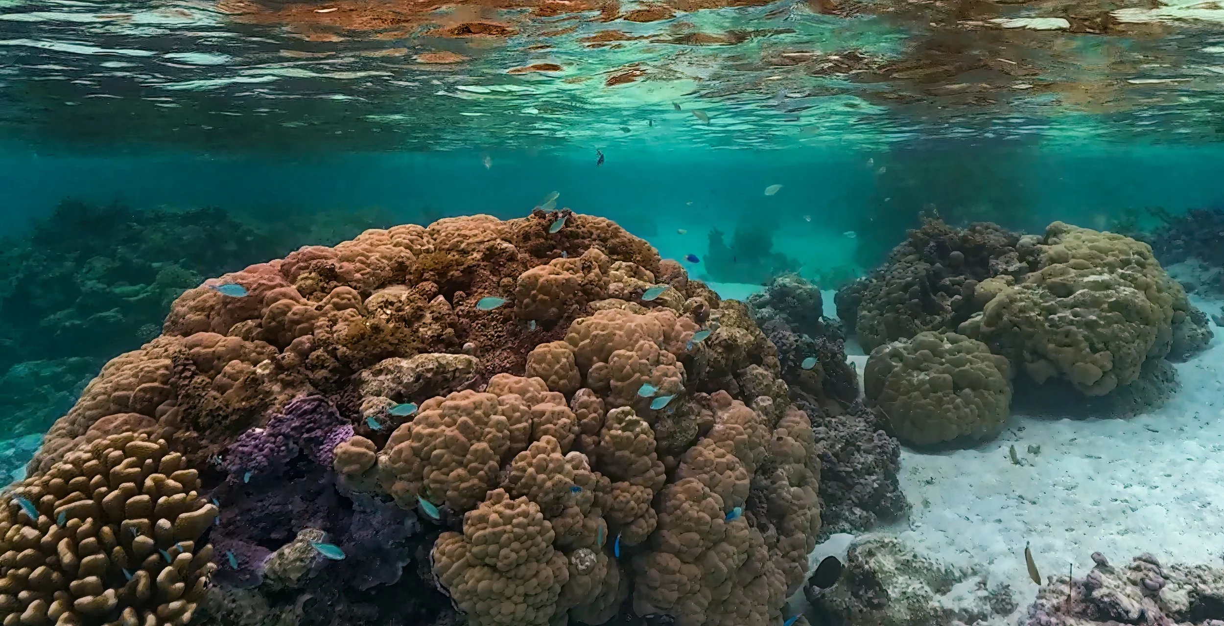 Tahaa 1 (163).jpg