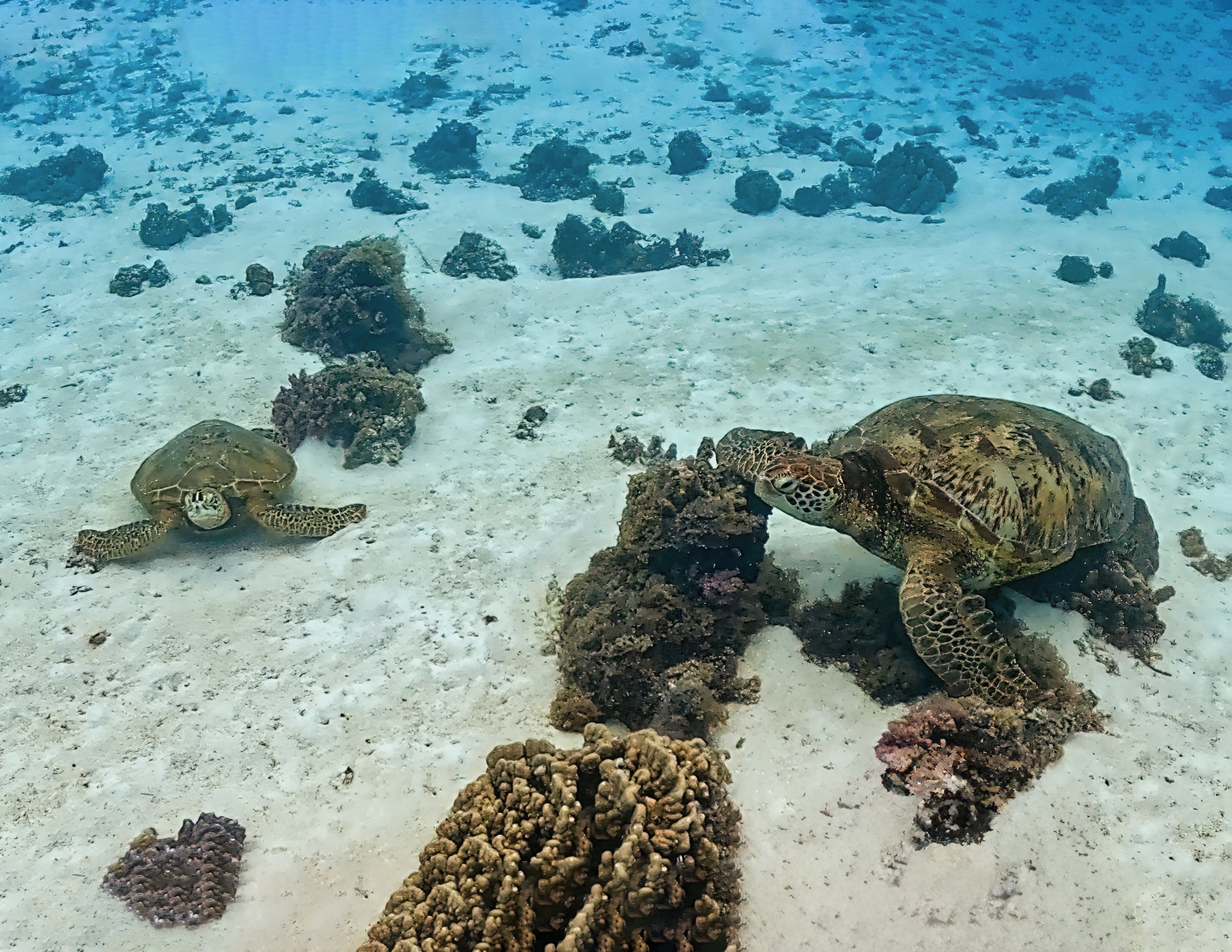 Moorea 1 (70).jpg