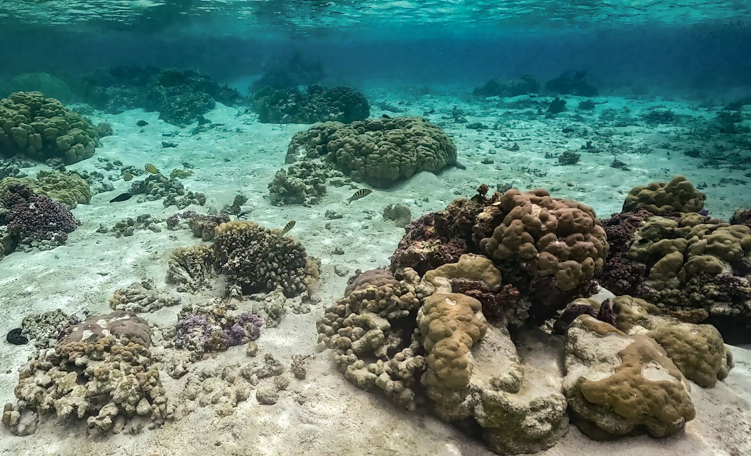 Tahaa 1 (180).jpg