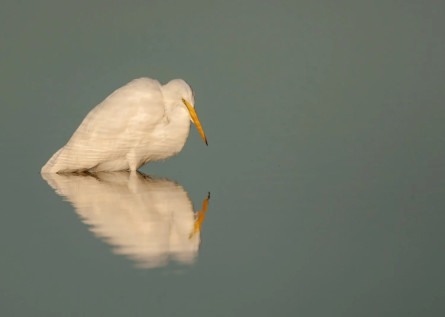 6W2Q8349 Great Egret w Reflection copy.jpg