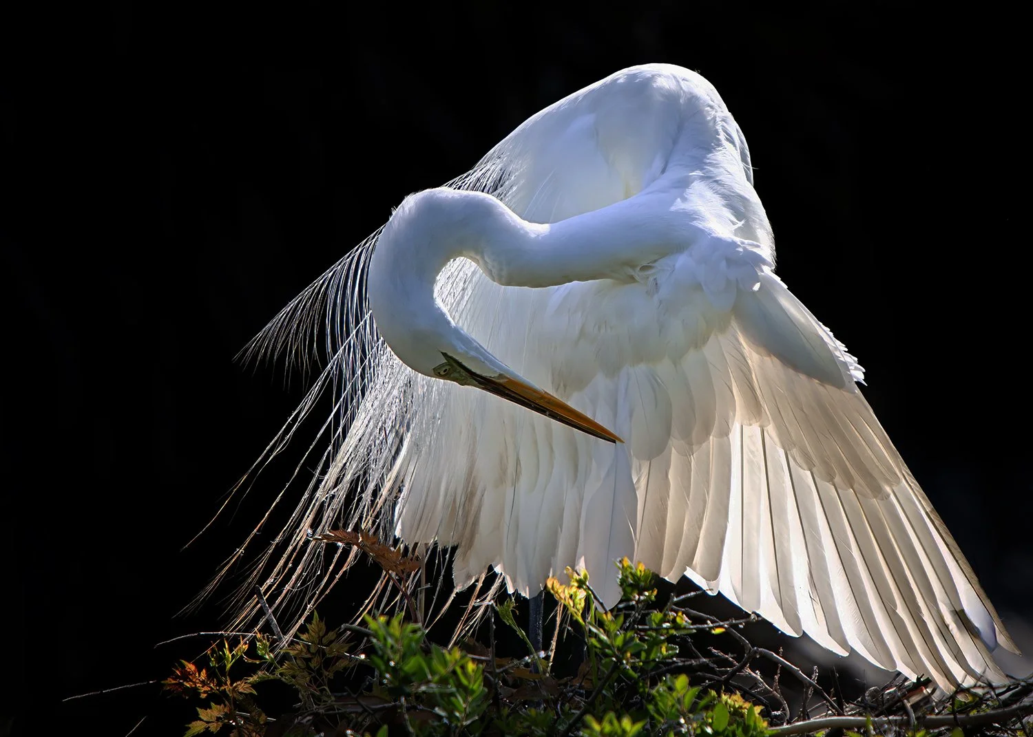 6W2Q4791 Great Egret Preening Breeding Plummage copy.jpg