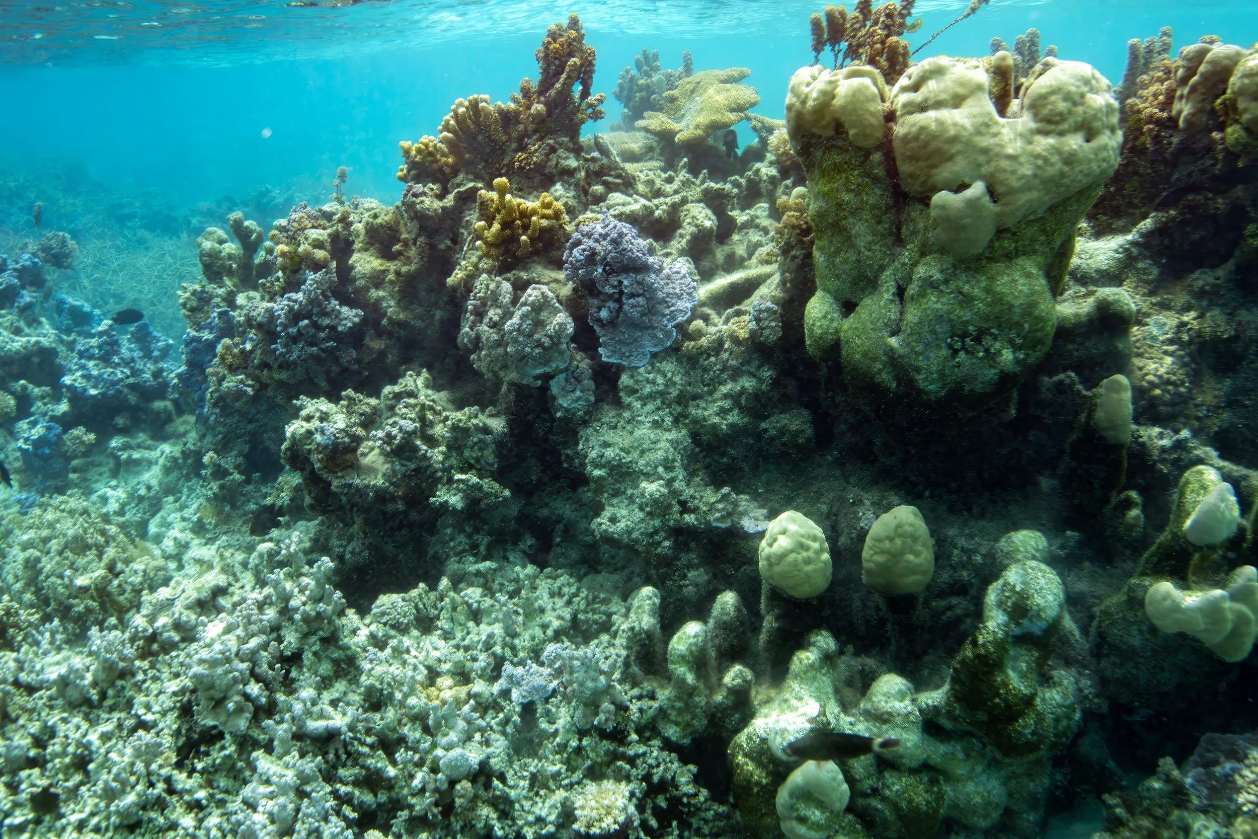 Tahaa 1 (155).jpg