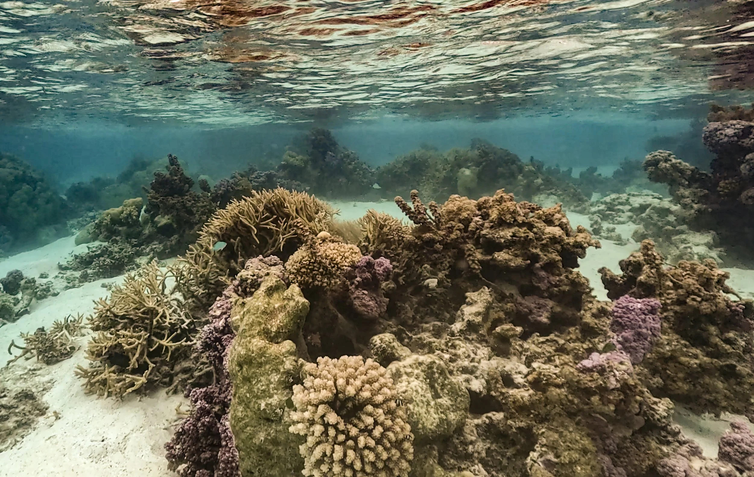 Tahaa 1 (161).jpg