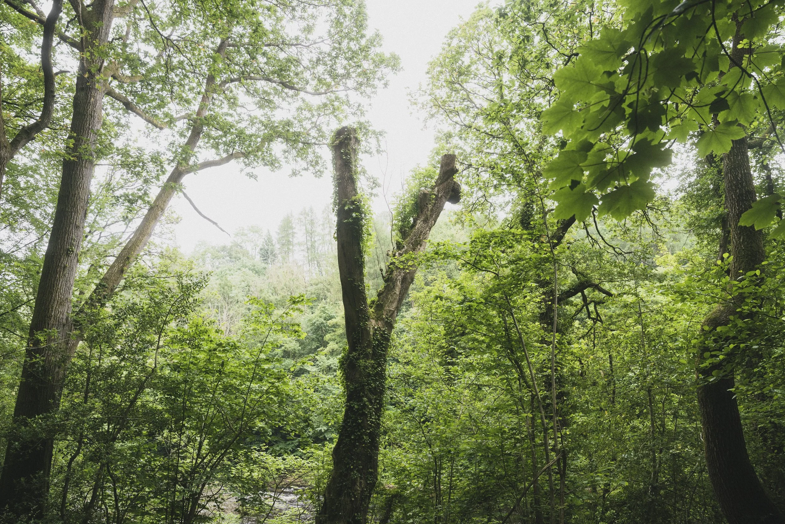 Hackfall Wood 5