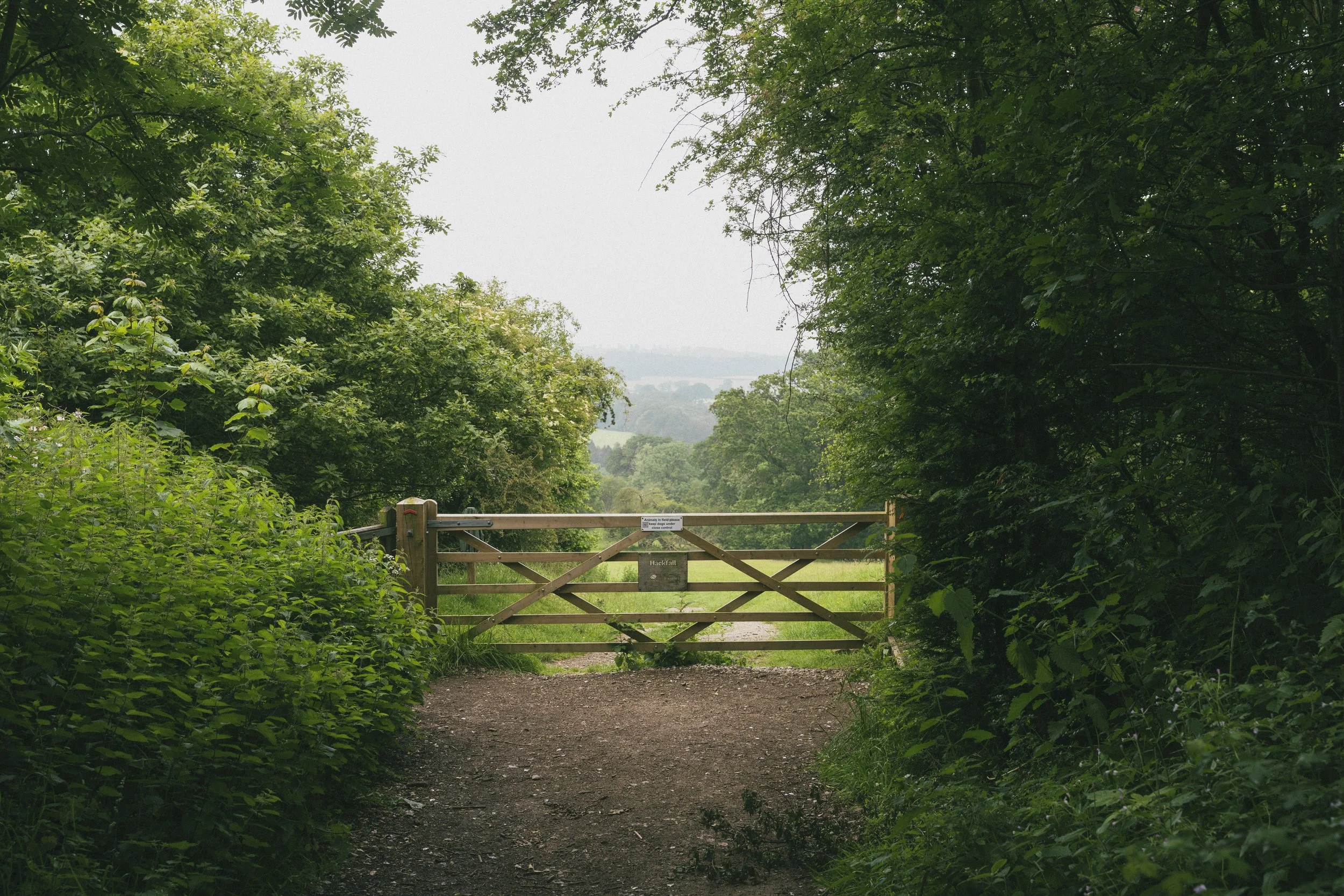 Hackfall Wood 2